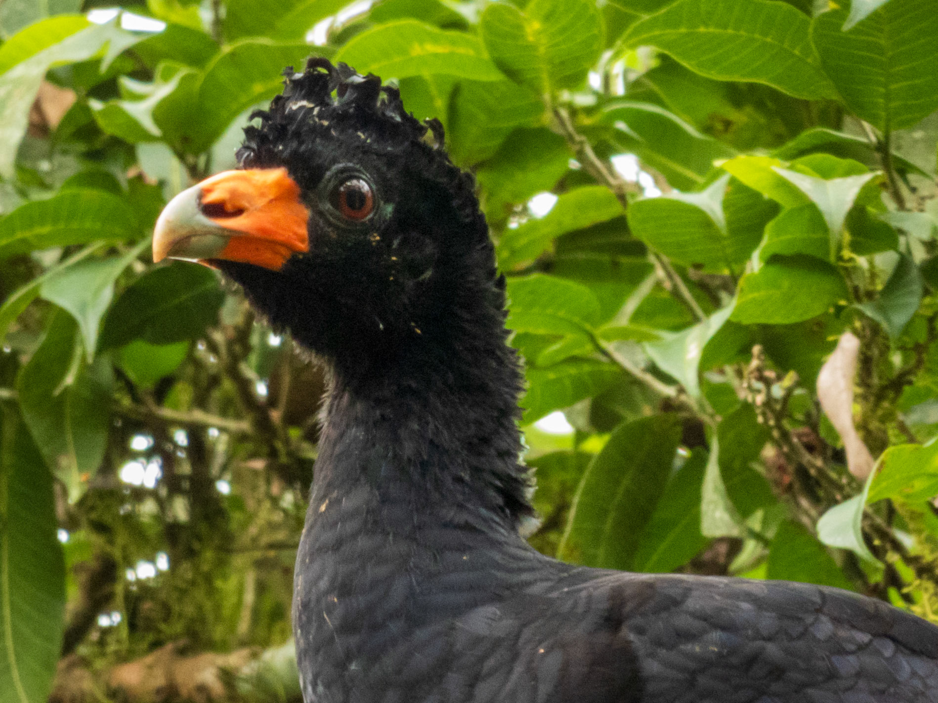 Black Curassow, Harpy Eagle Reserve