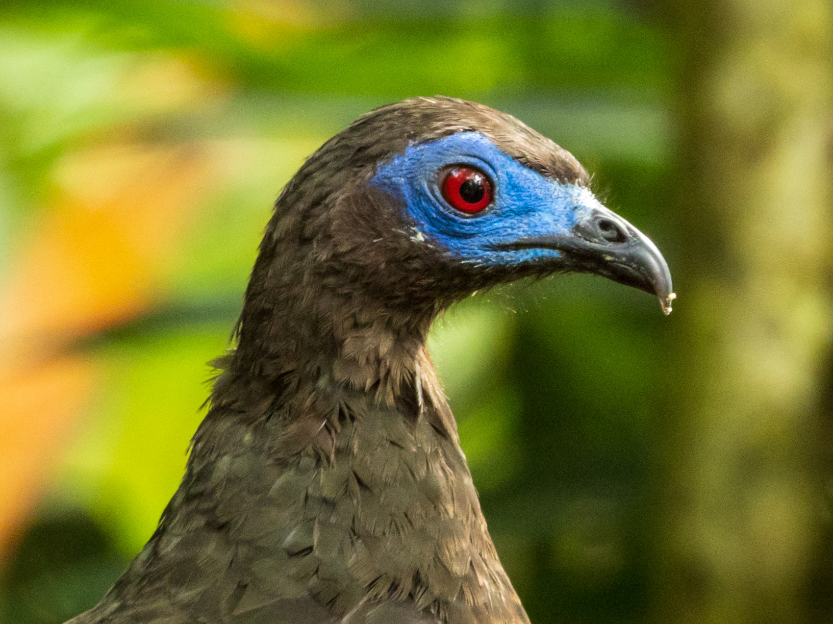 Sickle-winged Guan, Finca Bosque de Niebla