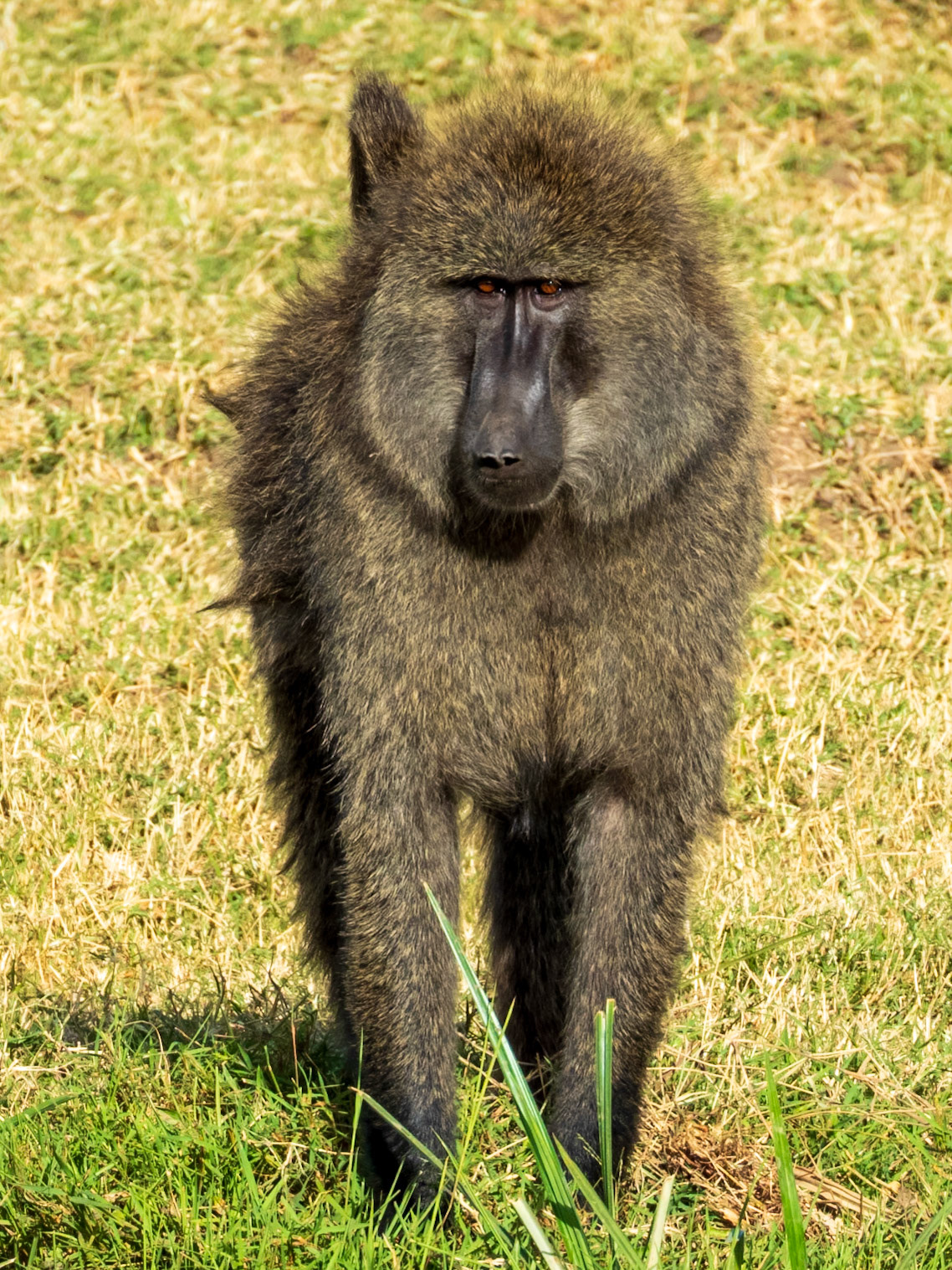 Olive Baboon, Melting Bush Camp