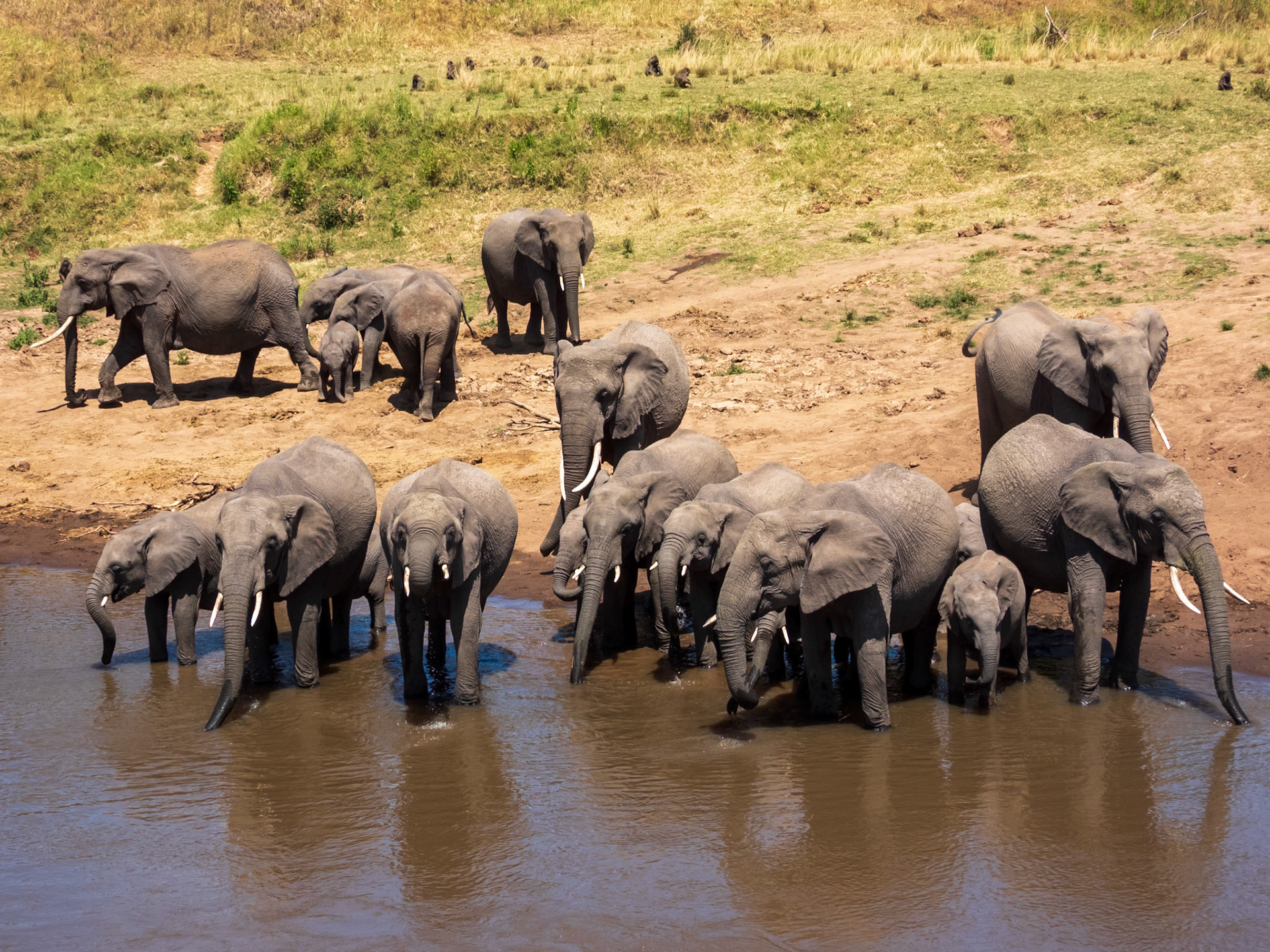 Savanna Elephant, Melting Bush Camp
