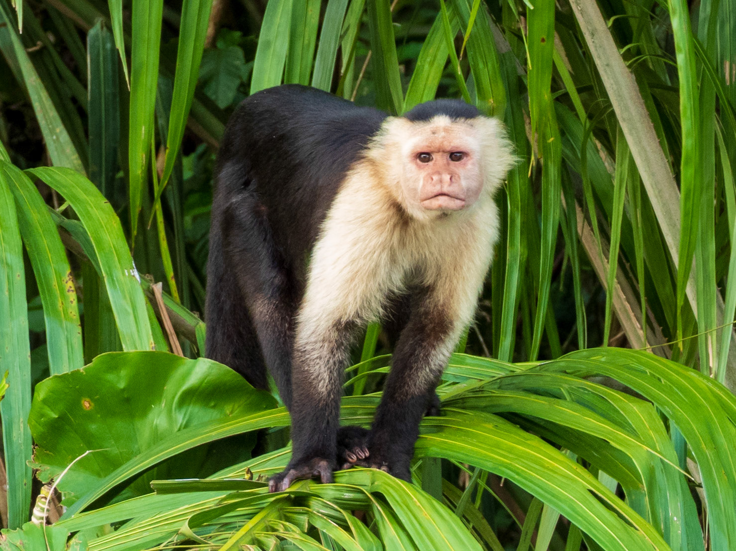 Colombian white-faced Capuchin, Lago Gatún