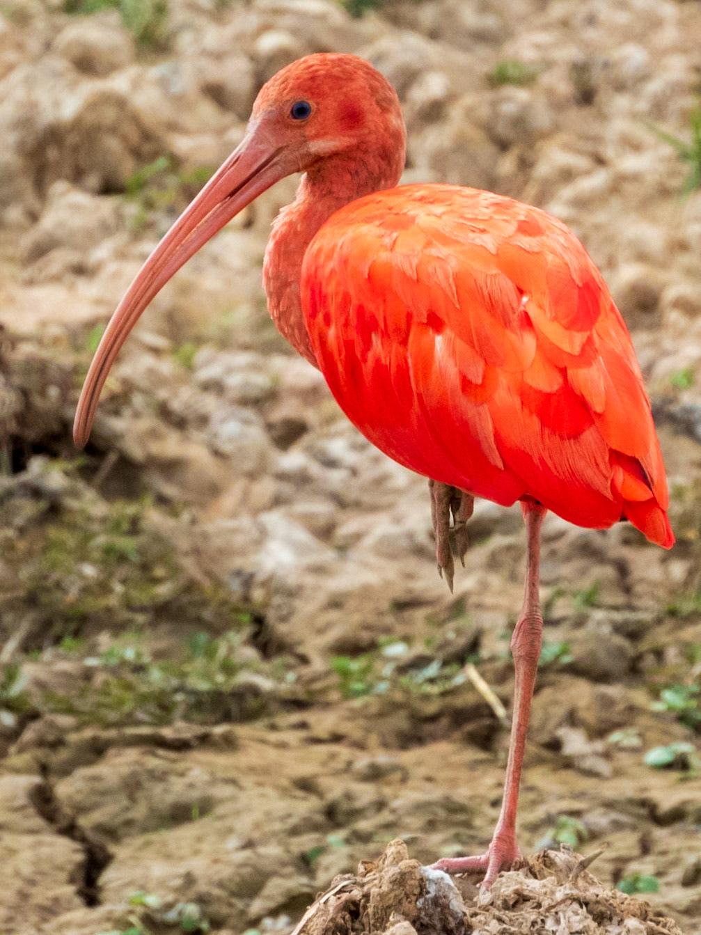 Scarlet Ibis, Hato la Aurora