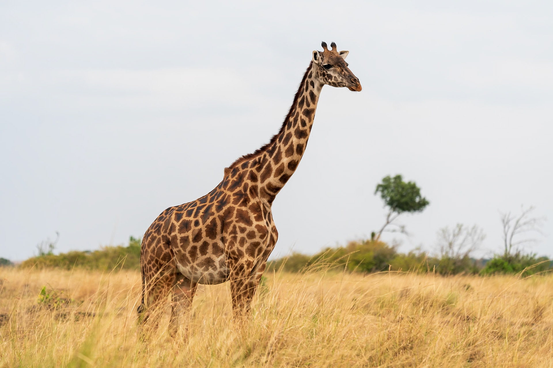 East African Giraffe, Melting Bush Camp