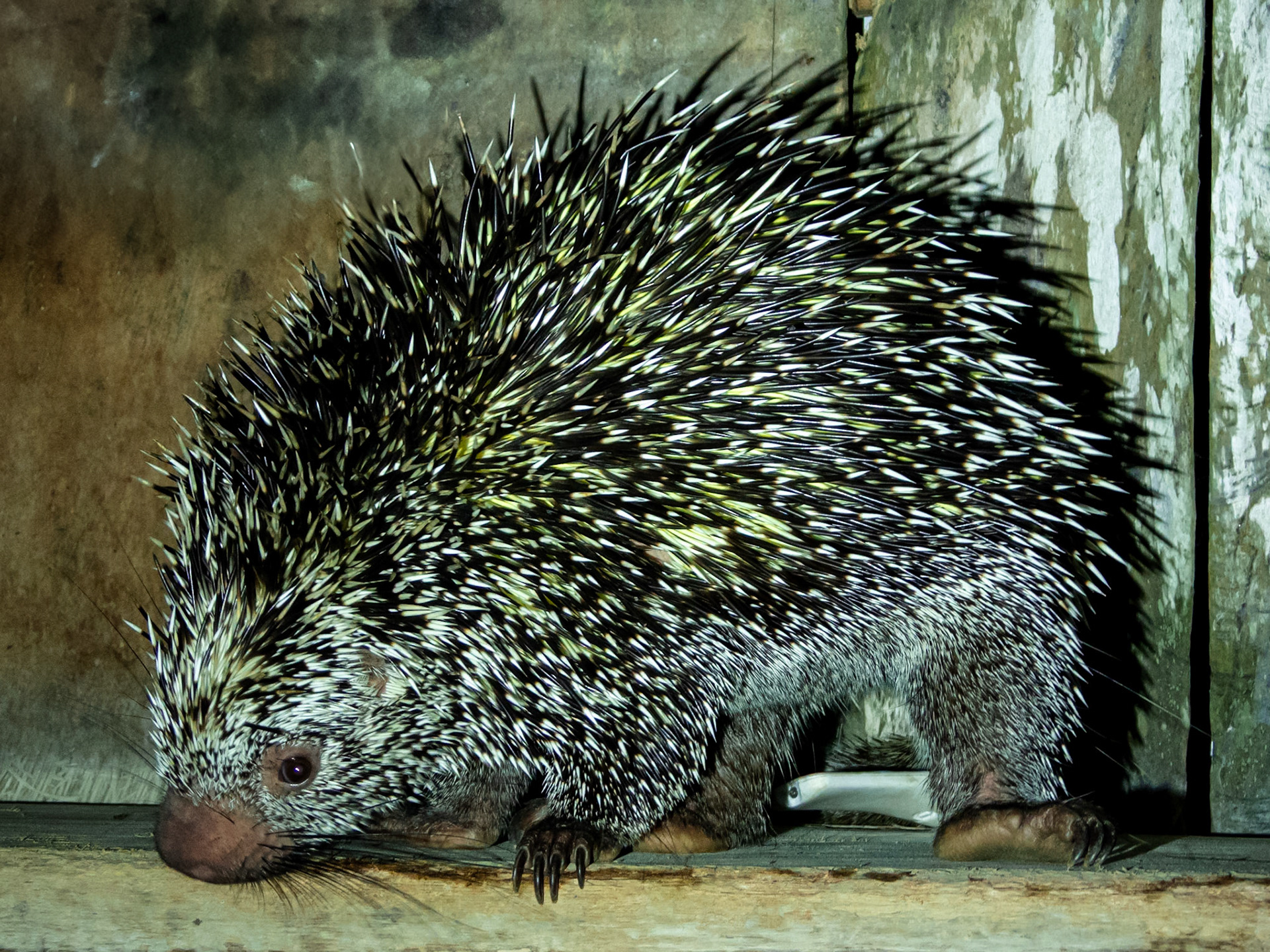 Long-tailed Porcupine, Harpy Eagle Reserve