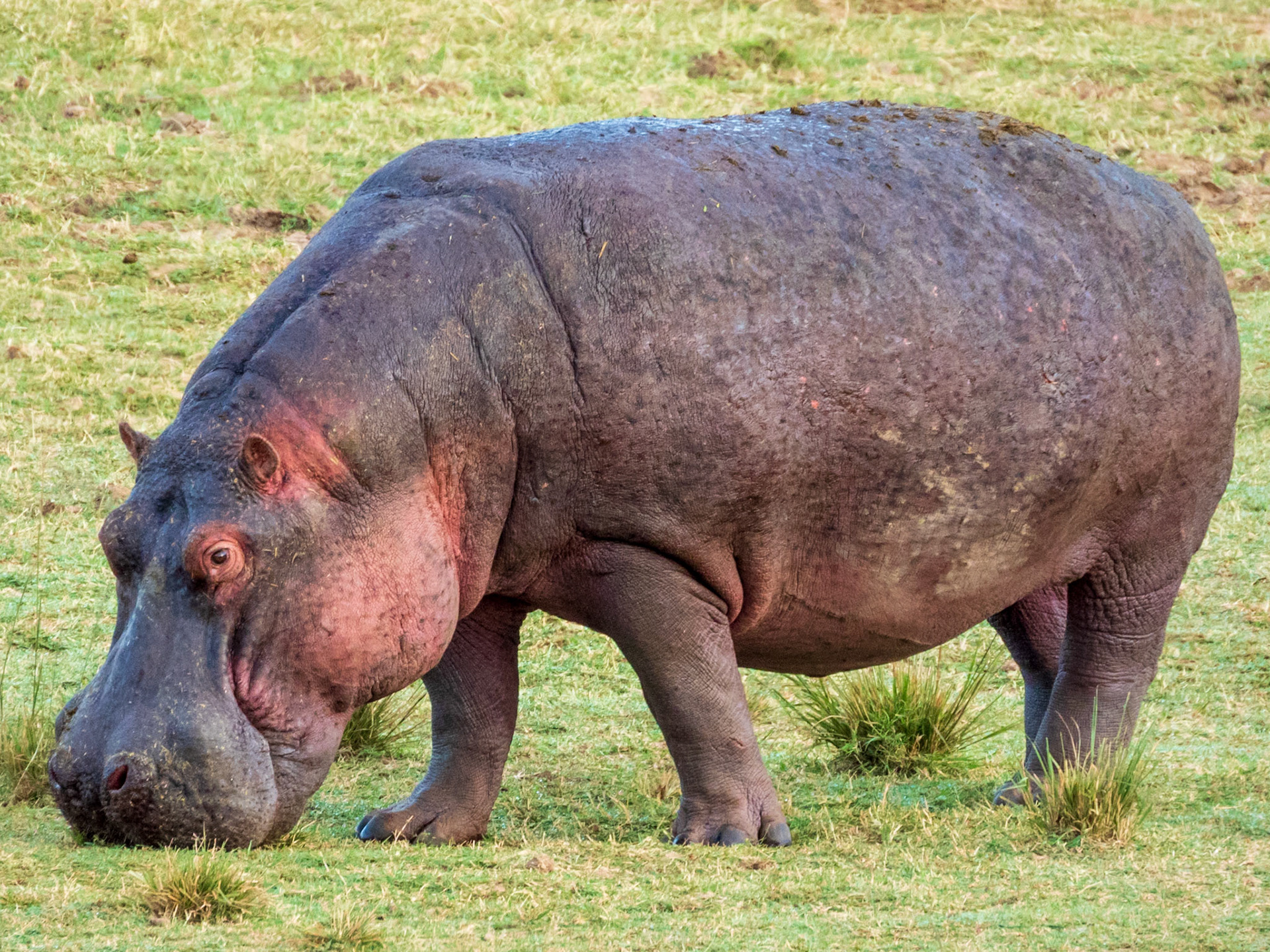 Common Hippopotamus, Melting Bush Camp