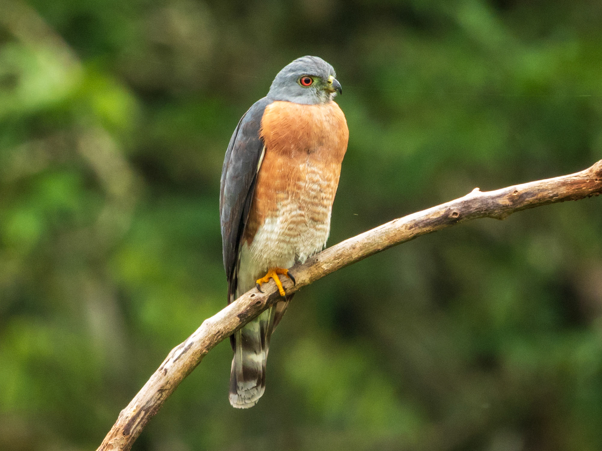Double-toothed Kite, Harpy Eagle Reserve