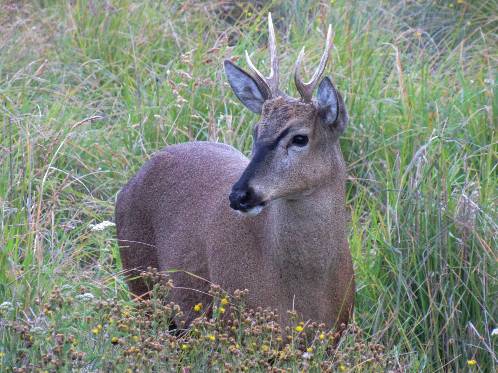 Huemul, Reserva Natural Coyhaique