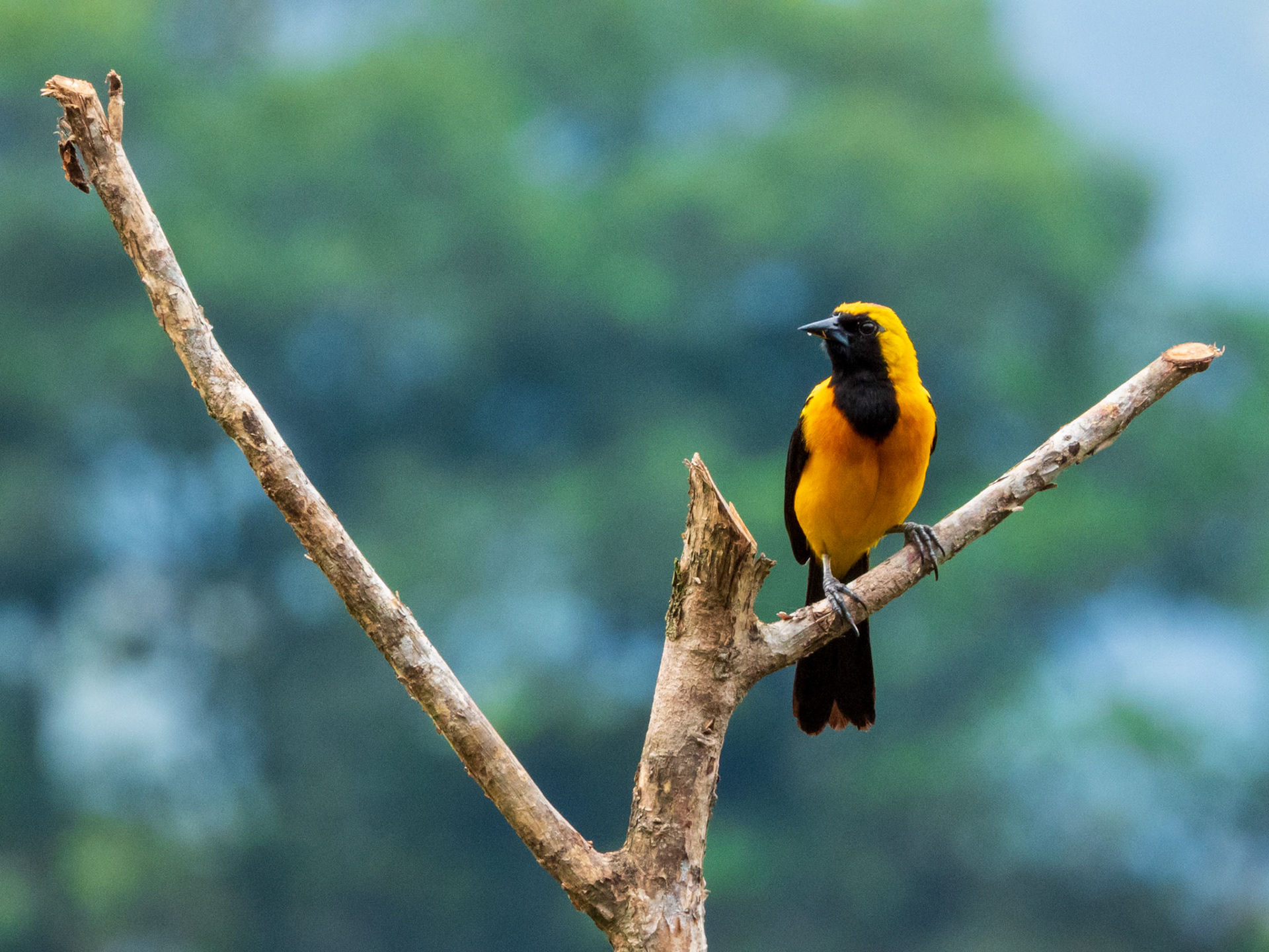 Yellow-backed Oriole, Harpy Eagle Reserve