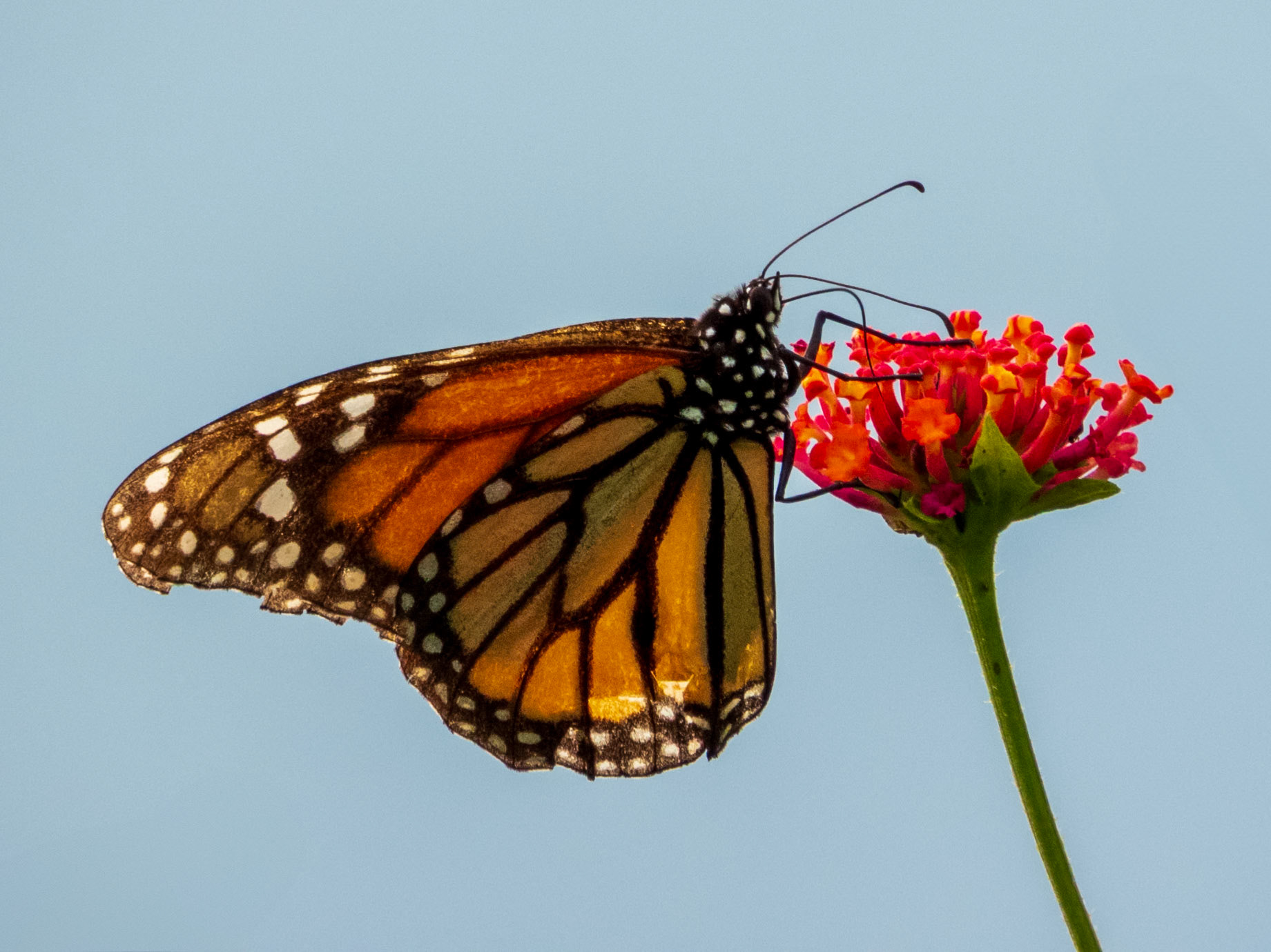 Unknown Butterfly, Harpy Eagle Reserve