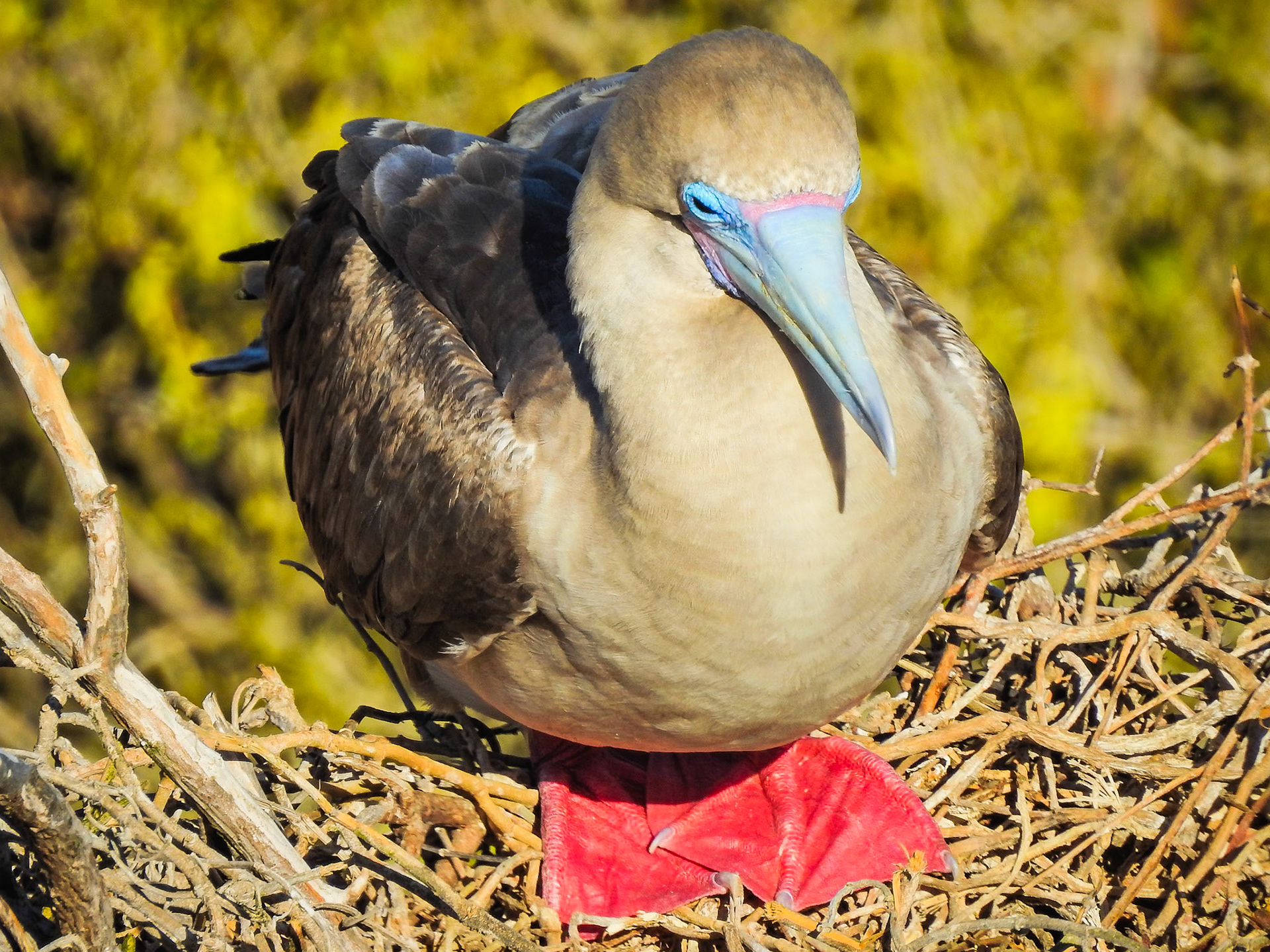 Red-footed Booby, Isla San Cristóbal