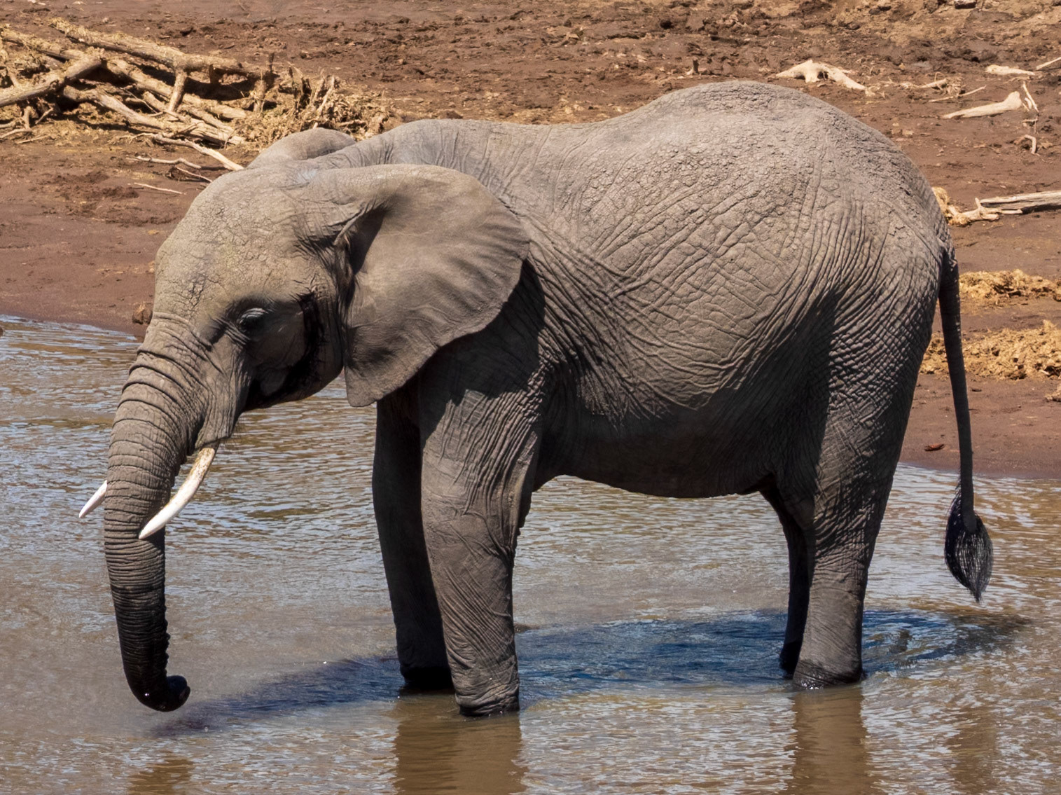 Savanna Elephant, Melting Bush Camp