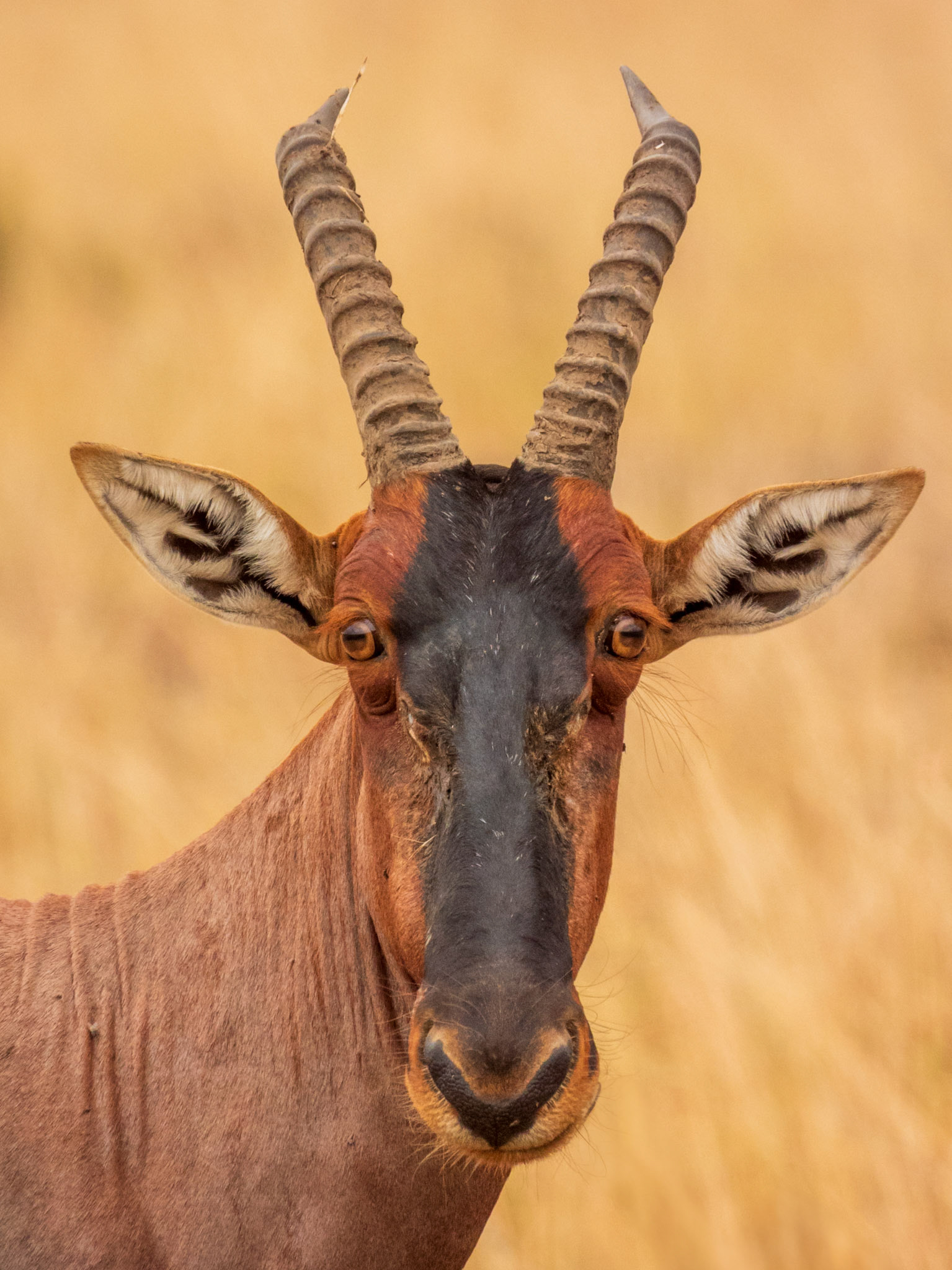 Tsessebe, Melting Bush Camp