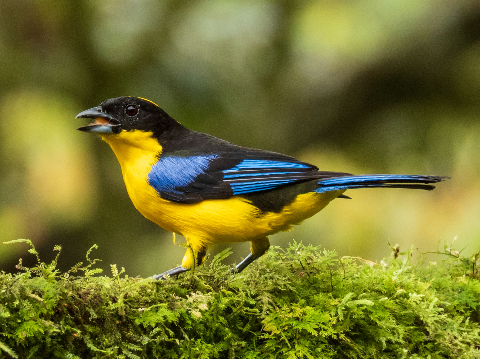 Blue-winged Mountain Tanager, Finca Bosque de Niebla