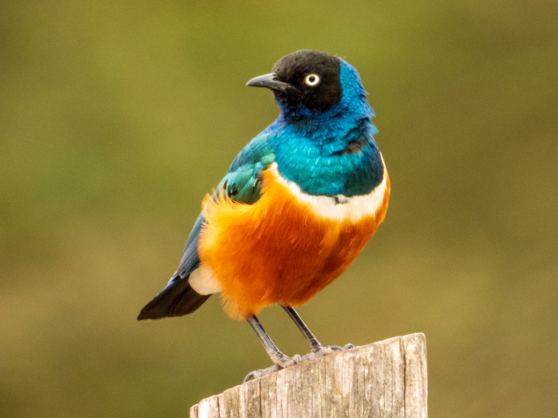 Superb Starling, Melting Bush Camp