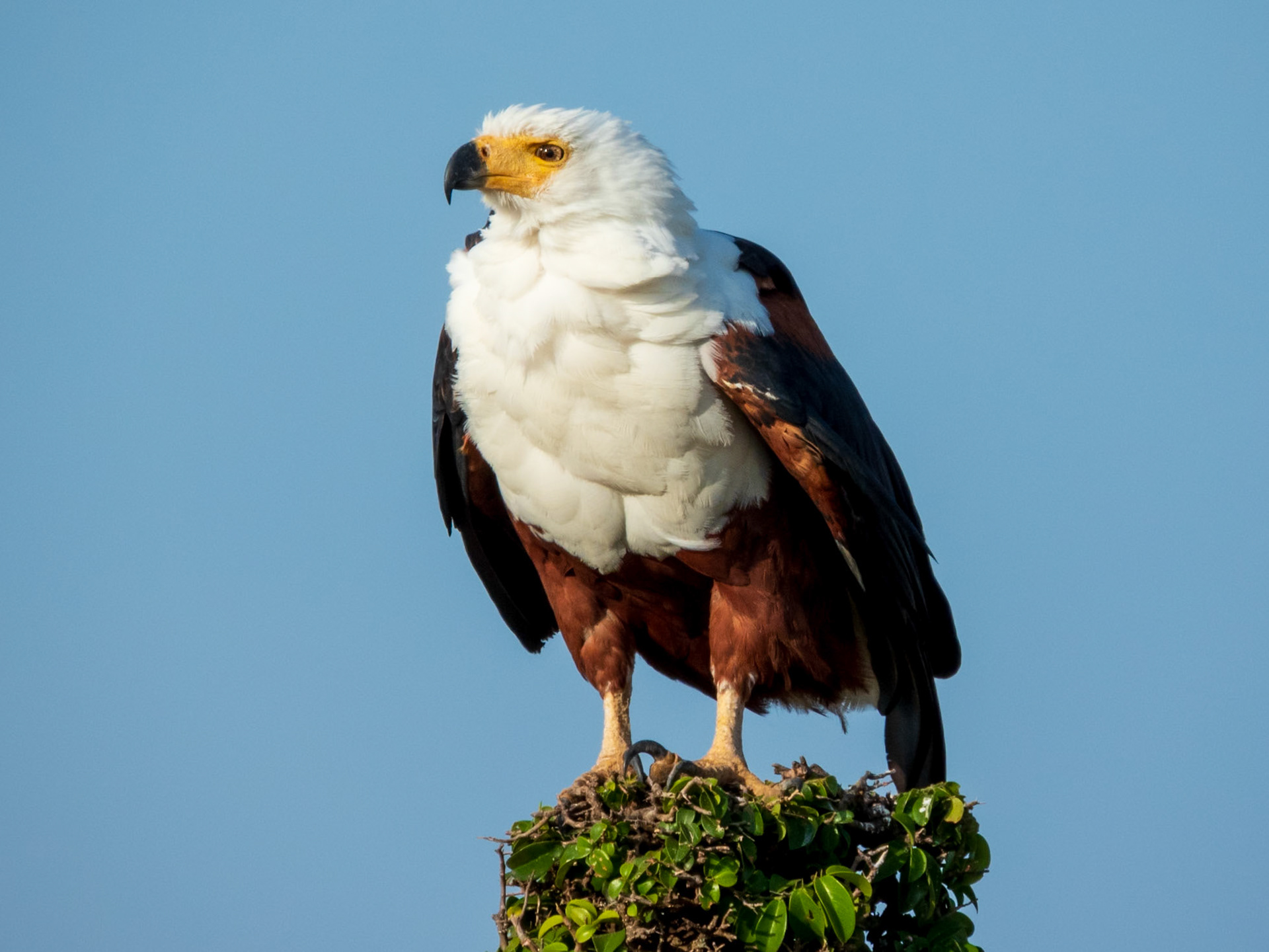 African Fish-Eagle, Melting Bush Camp