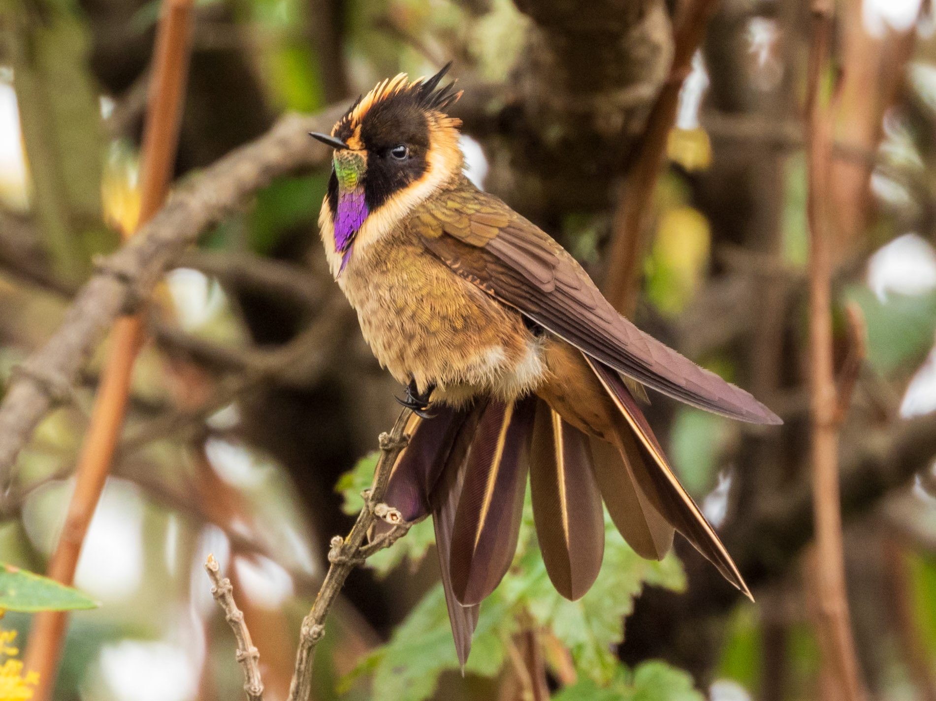 Buffy Helmetcrest, Parque Nacional Natural Los Nevados