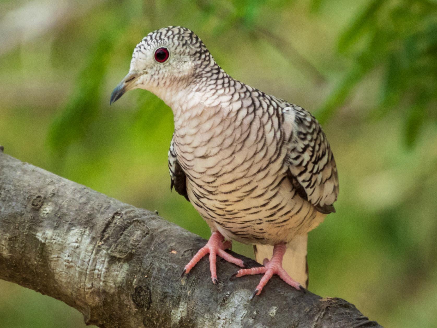 Scaled Dove, Santuario de Fauna y Flora Los Flamencos