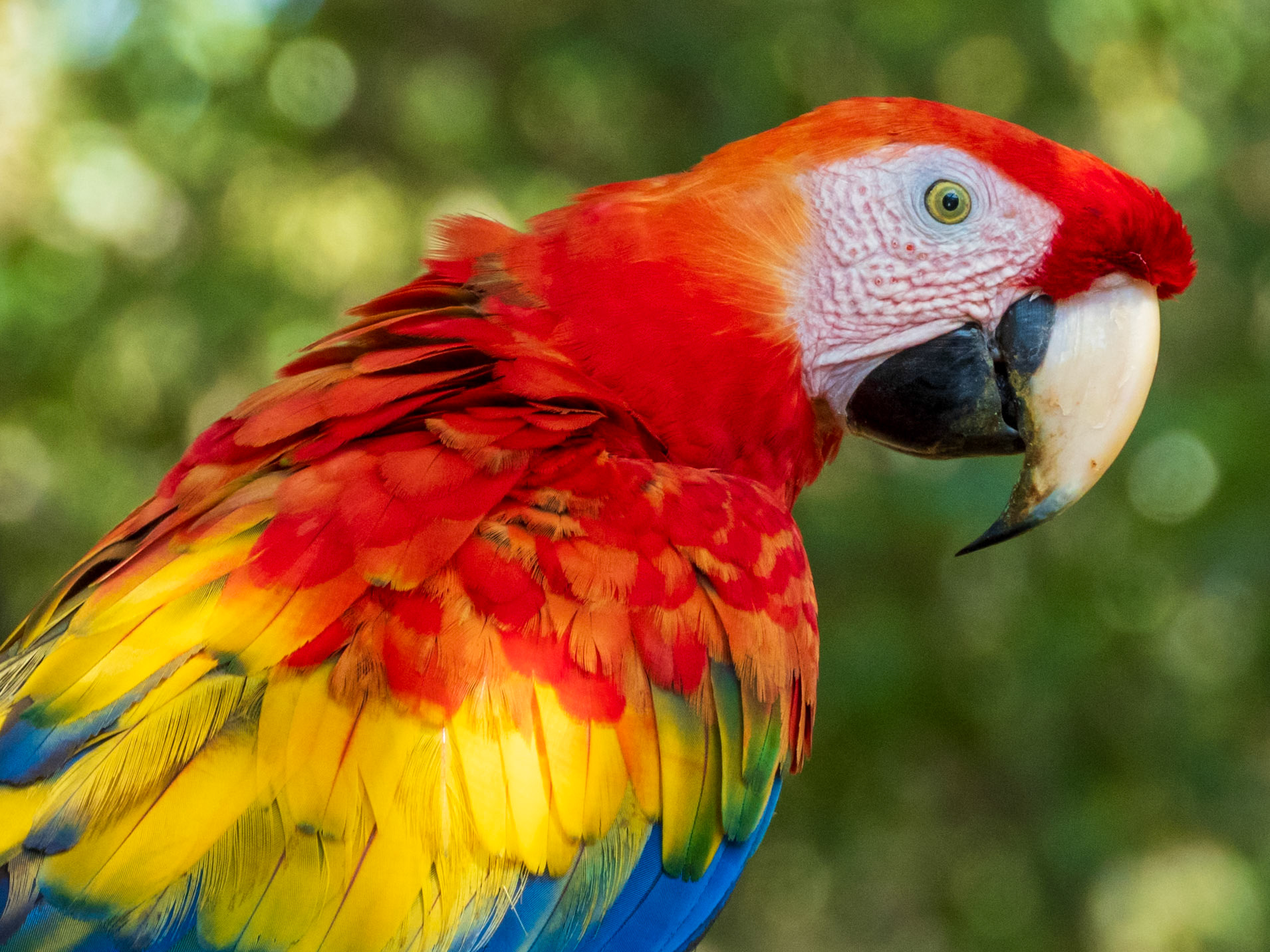 Scarlet Macaw, Hato la Aurora