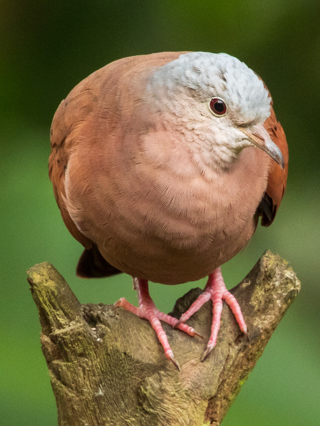 Ruddy Ground Dove, San Felipe