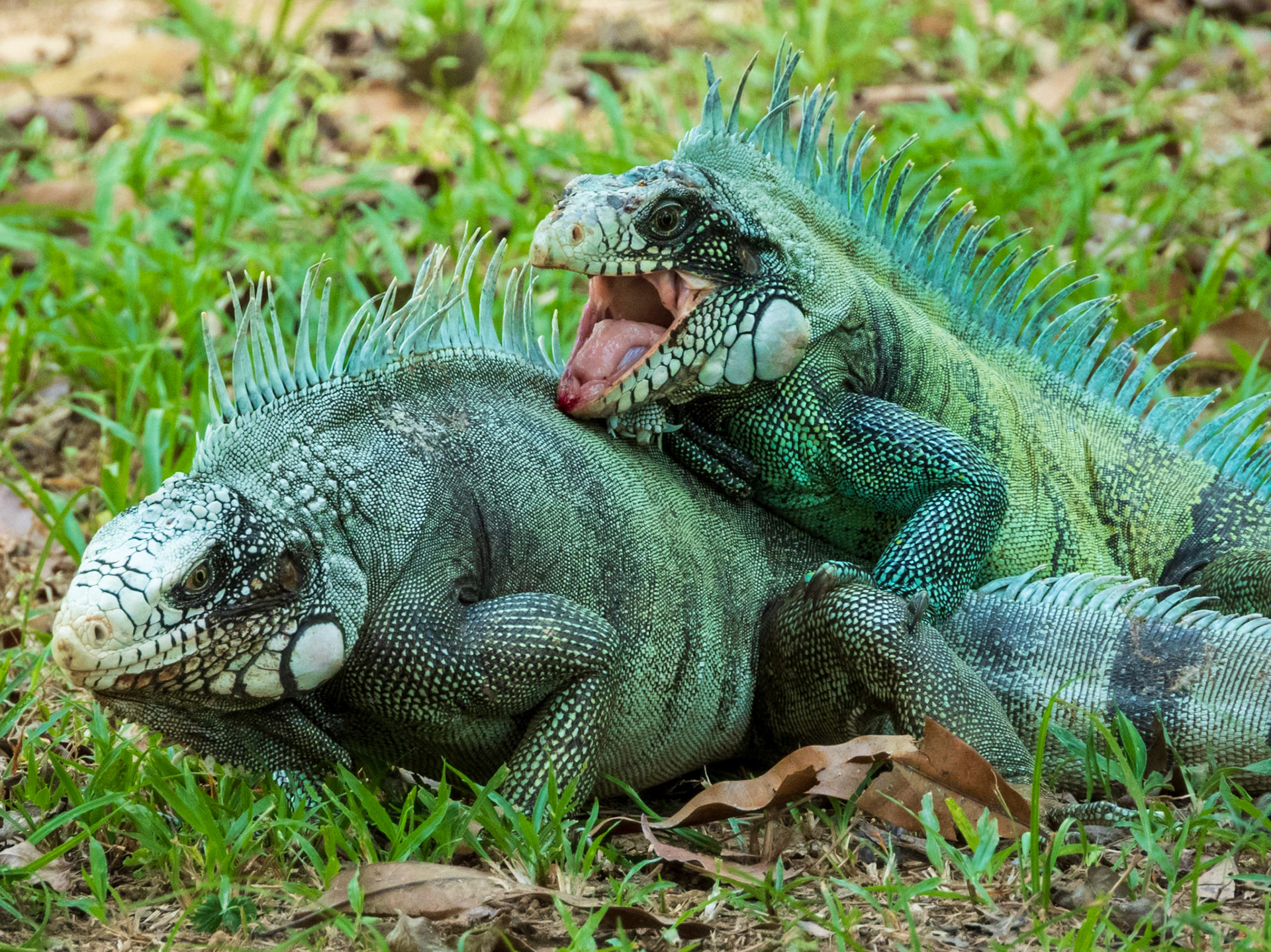 Green Iguana, Hato la Aurora