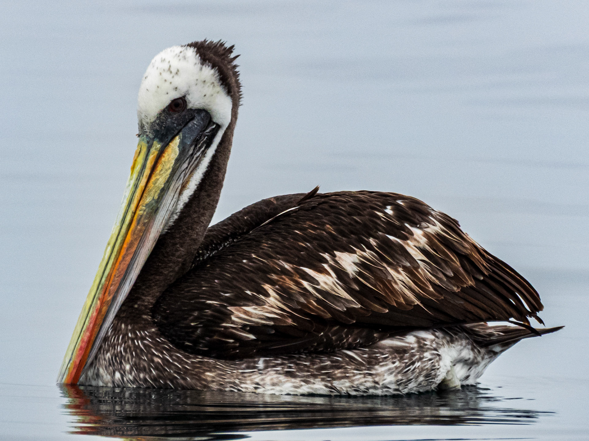 Peruvian Pelican, Tongoy