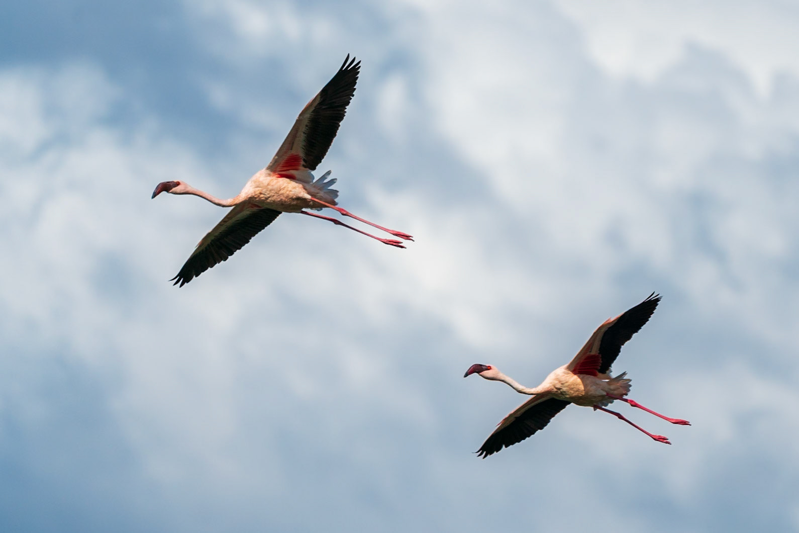 Lesser Flamingo, Tumbili Cliff Lodge