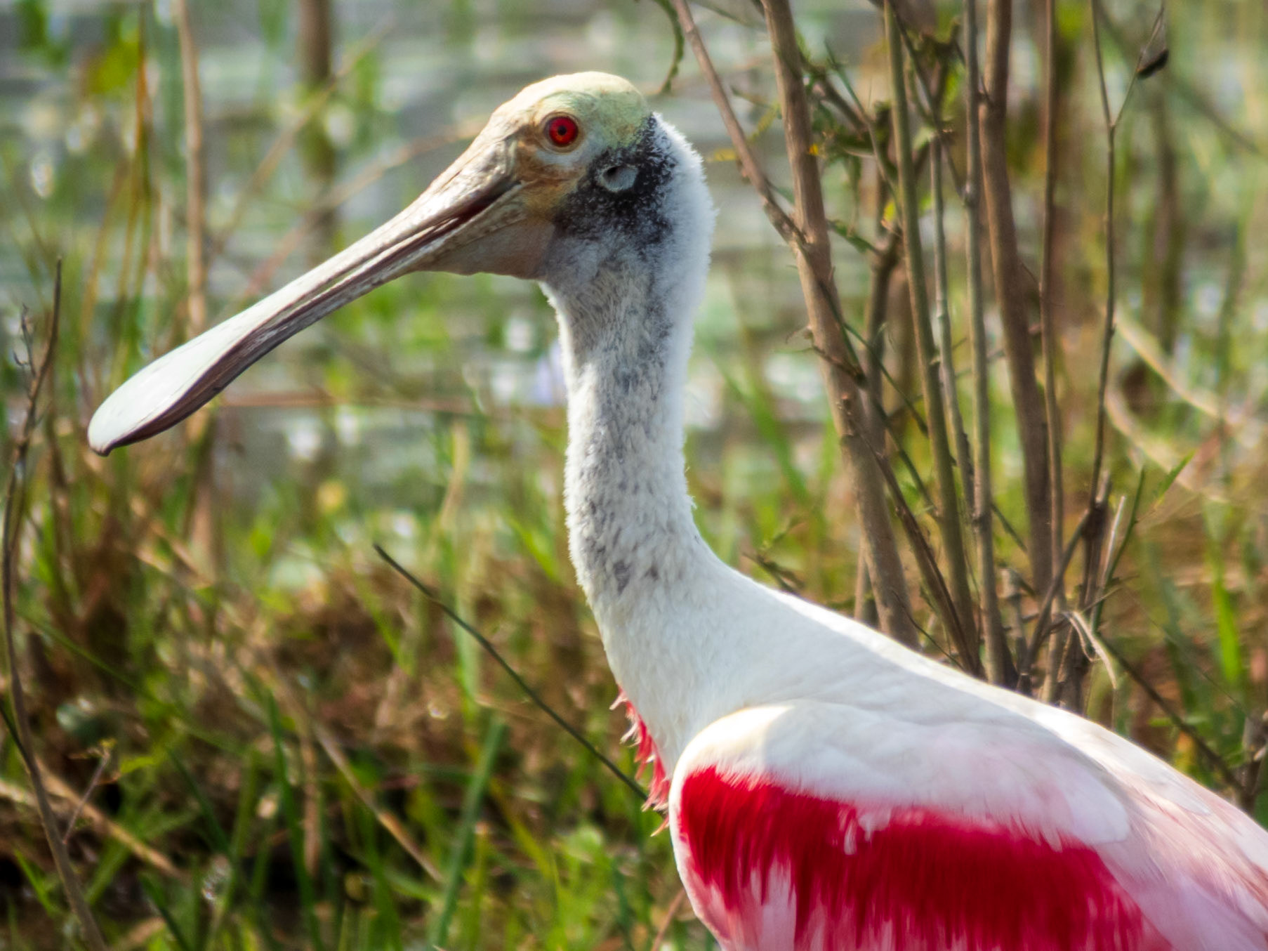 Roseate Spoonbill, Hotel Recanto Barra Mansa