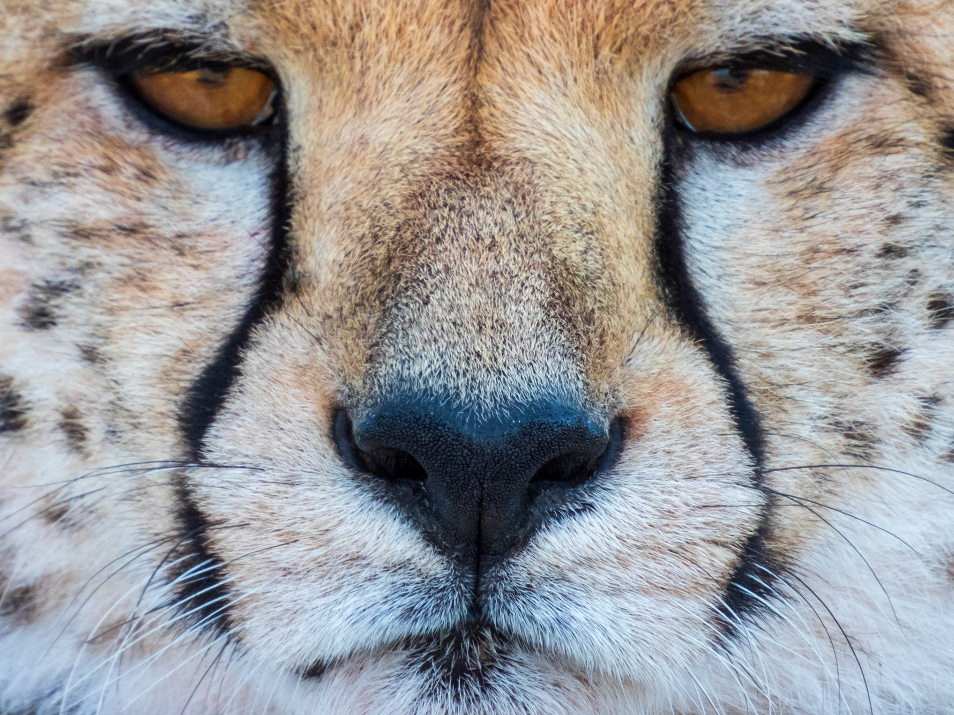 Cheetah, Melting Bush Camp