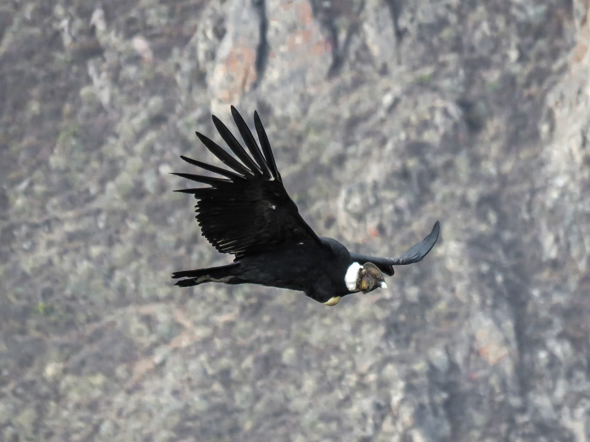 Andean Condor, Cañón Colca