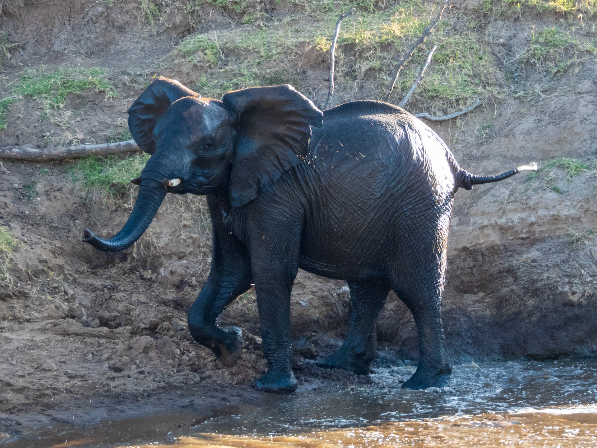 Savanna Elephant, Melting Bush Camp