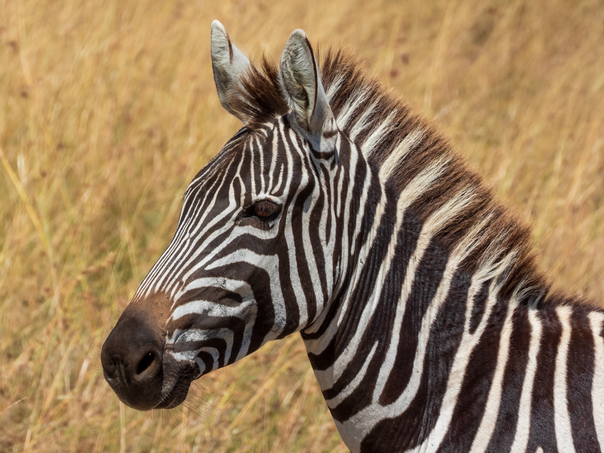 Plains Zebra, Melting Bush Camp