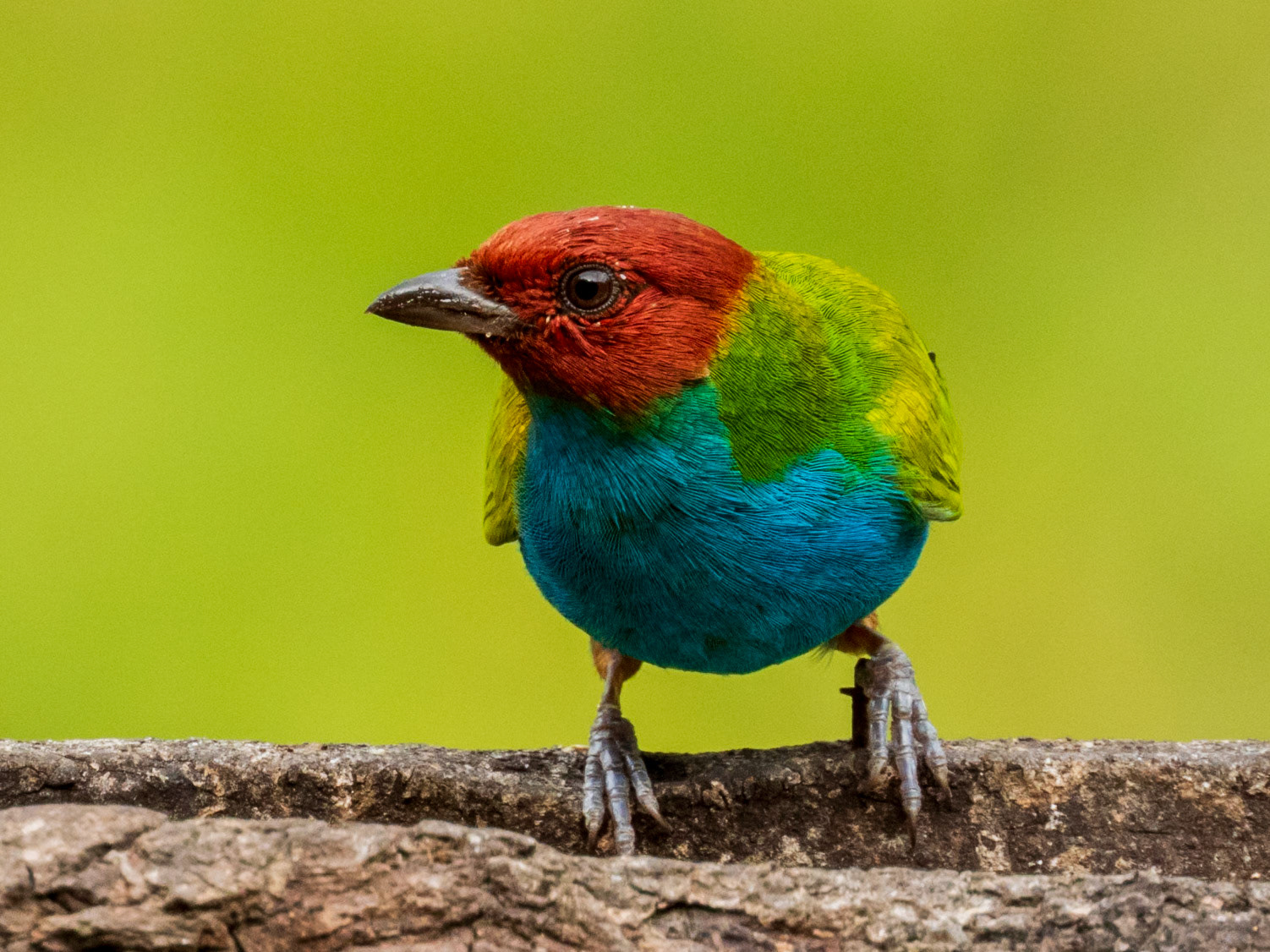 Bay-headed Tanager, Demostrativa Don Miguel Reserva Natural