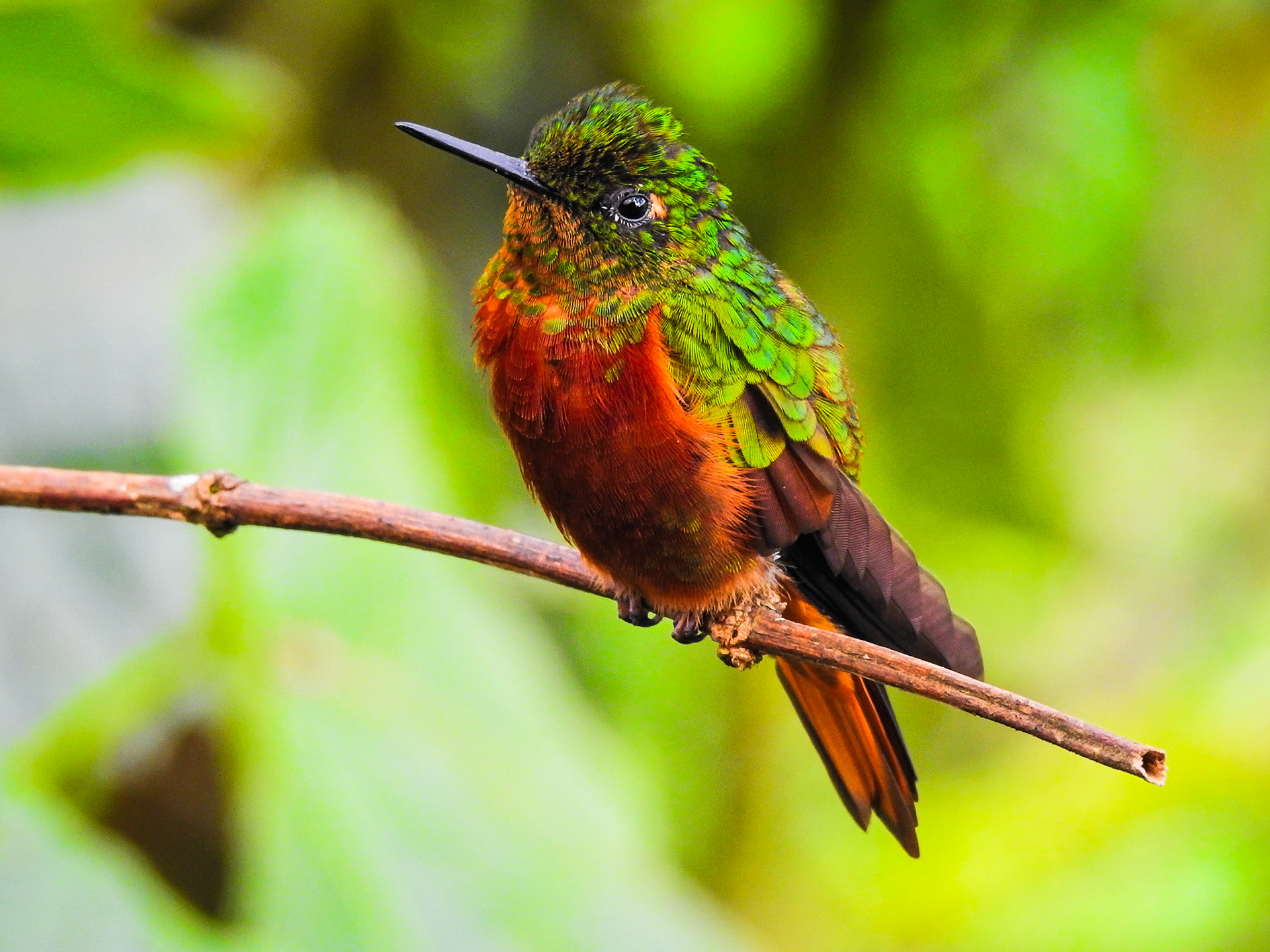 Chestnut-breasted Coronet, Cabañas San Isidro