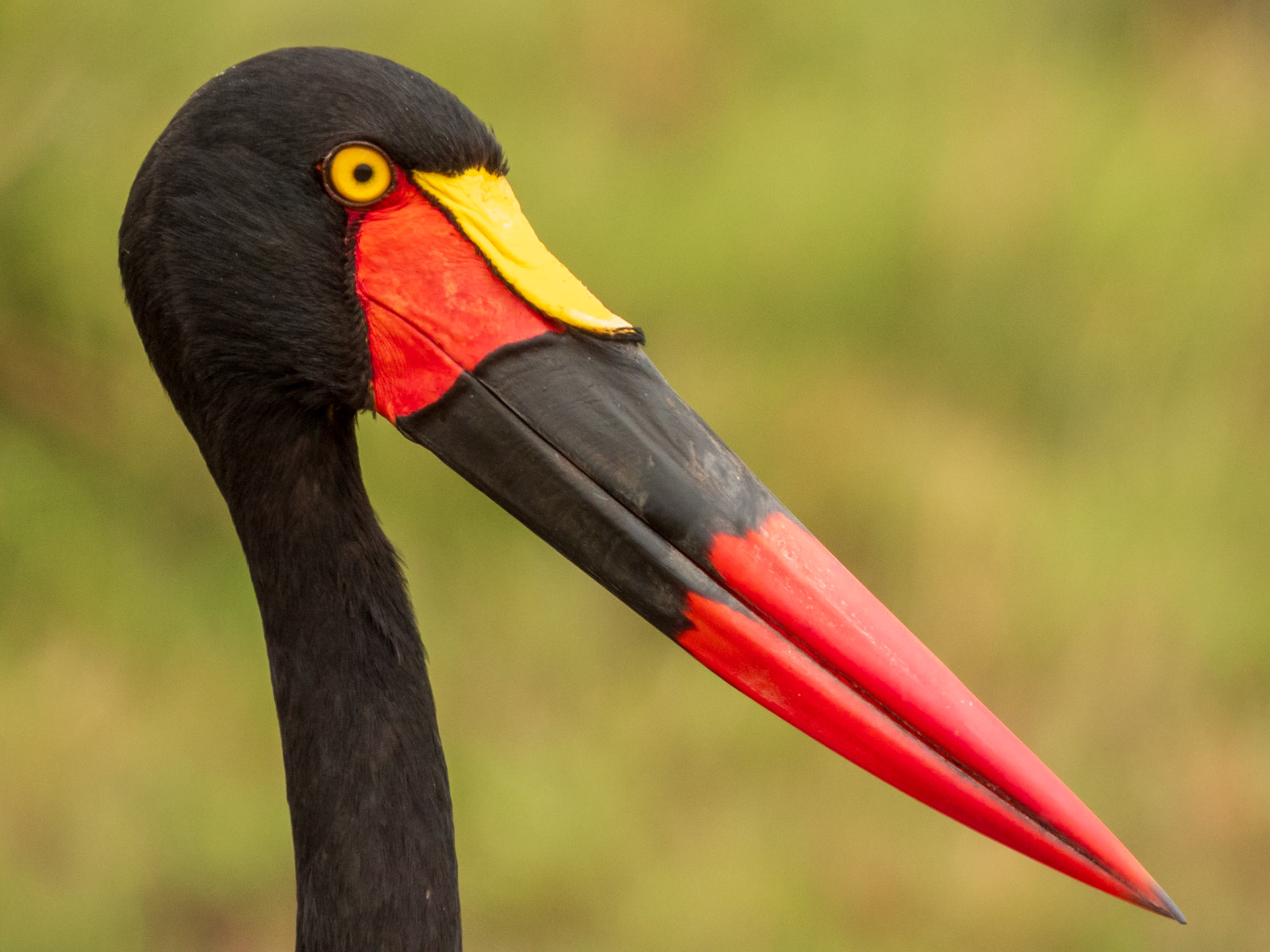 Saddle-billed Stork, Melting Bush Camp