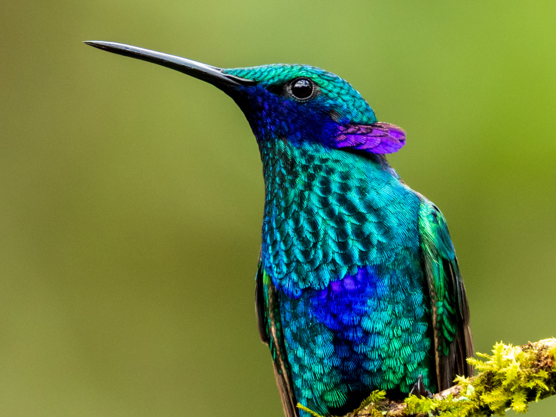 Sparkling Violetear, El Retorno de los Colibríes