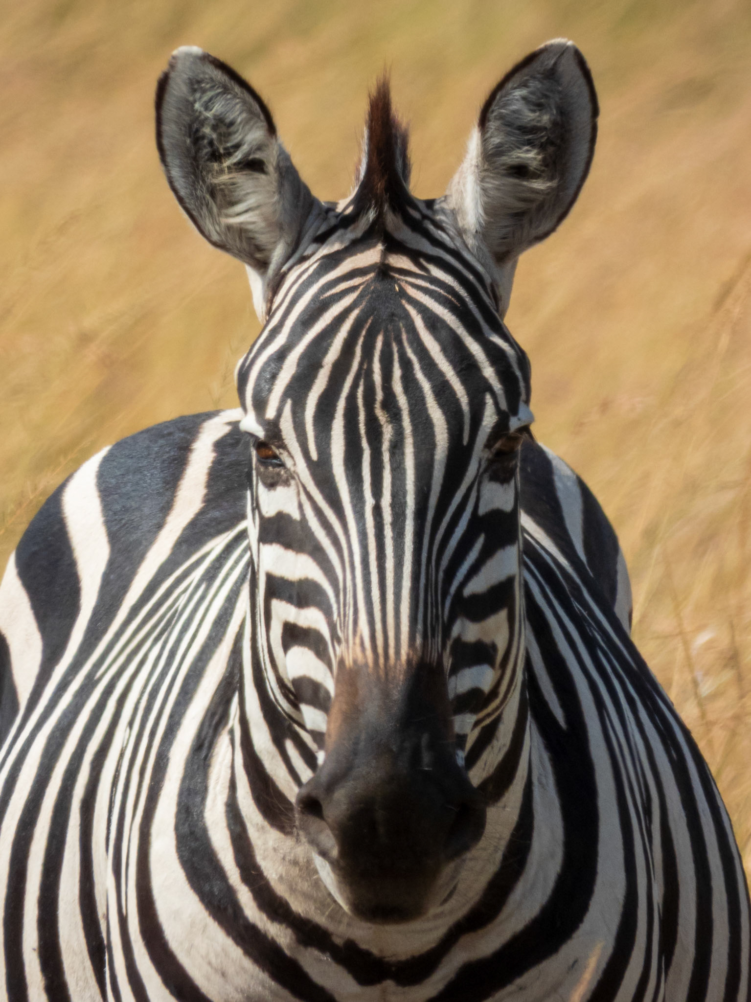 Plains Zebra, Melting Bush Camp