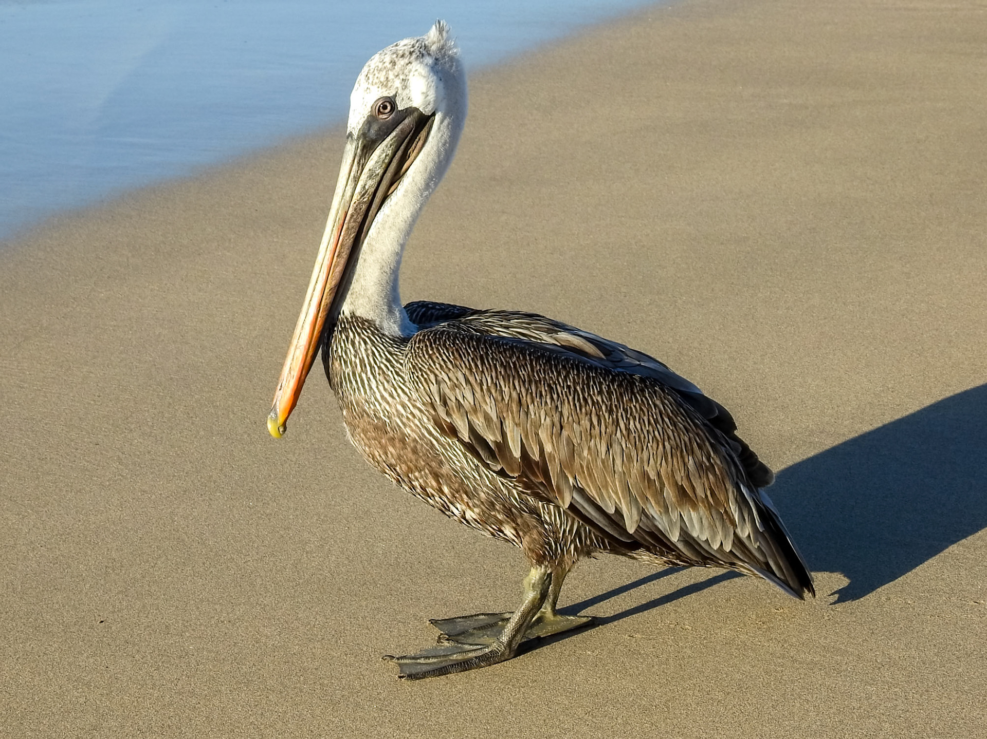 Brown Pelican, Isla San Cristóbal