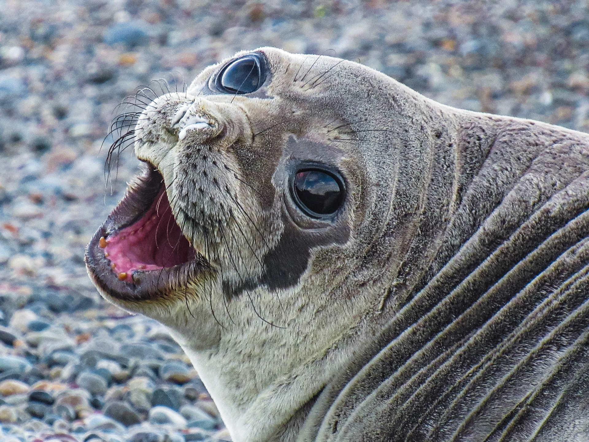 Southern Elephant Seal, Peninsula de Valdés