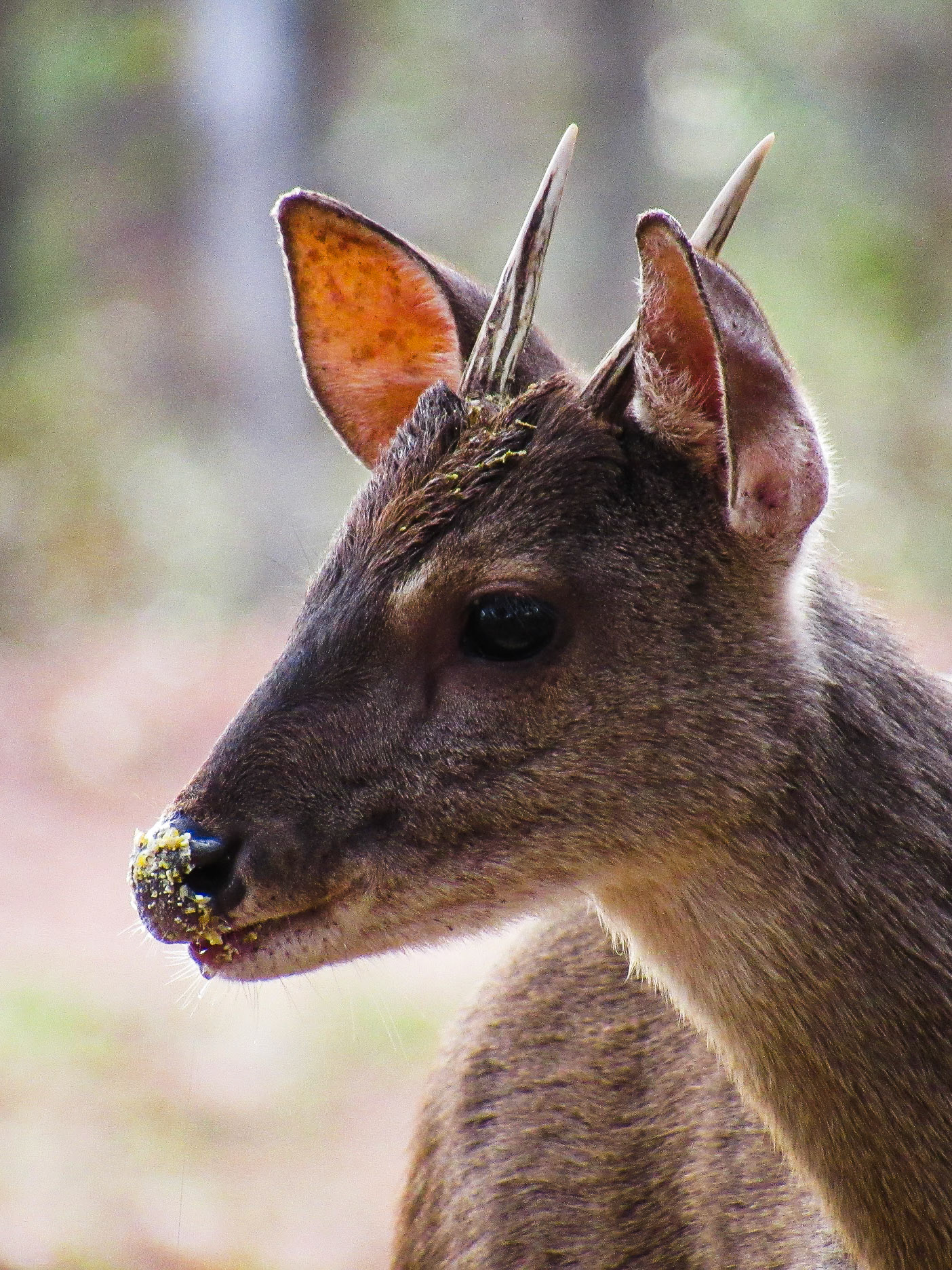 Common Brown Brocket, Bonito