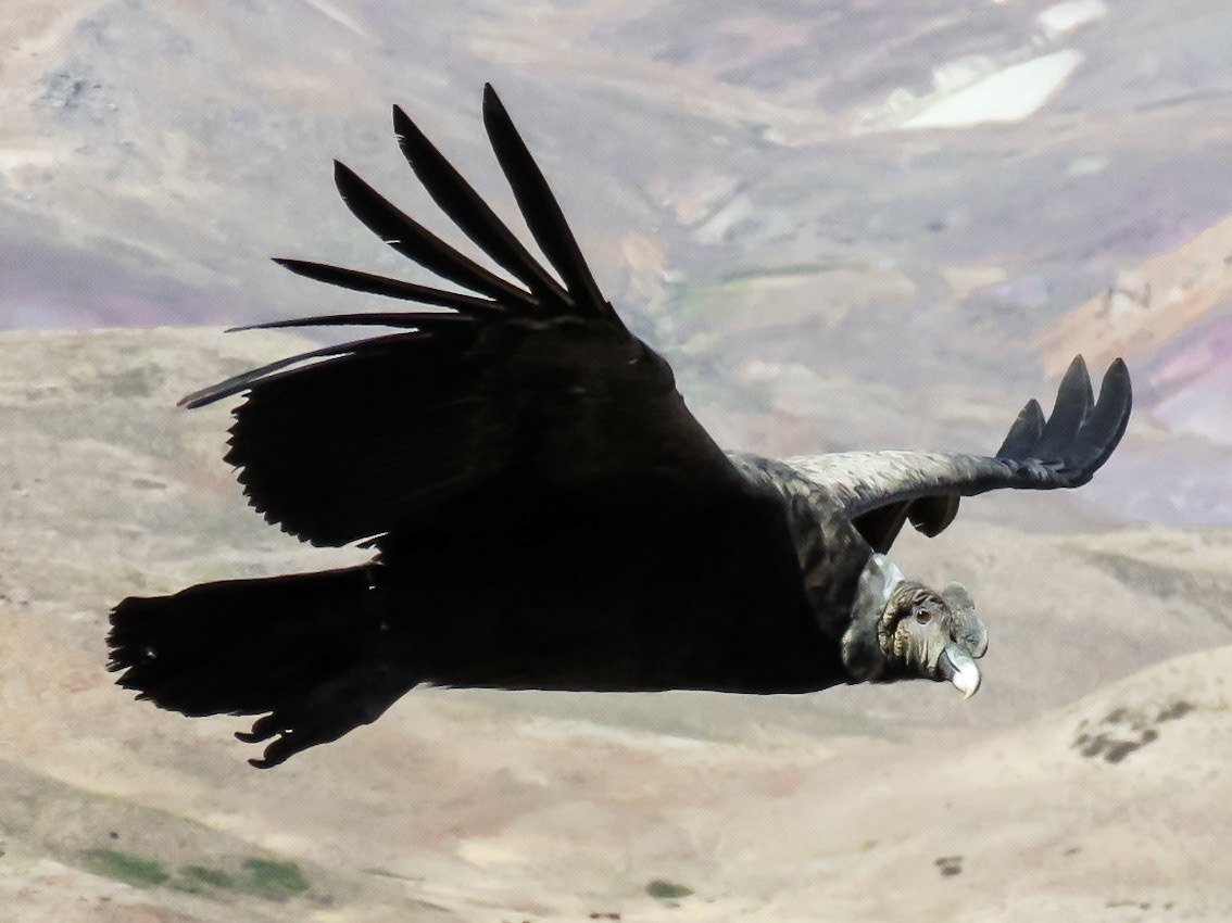 Andean Condor, Farellones