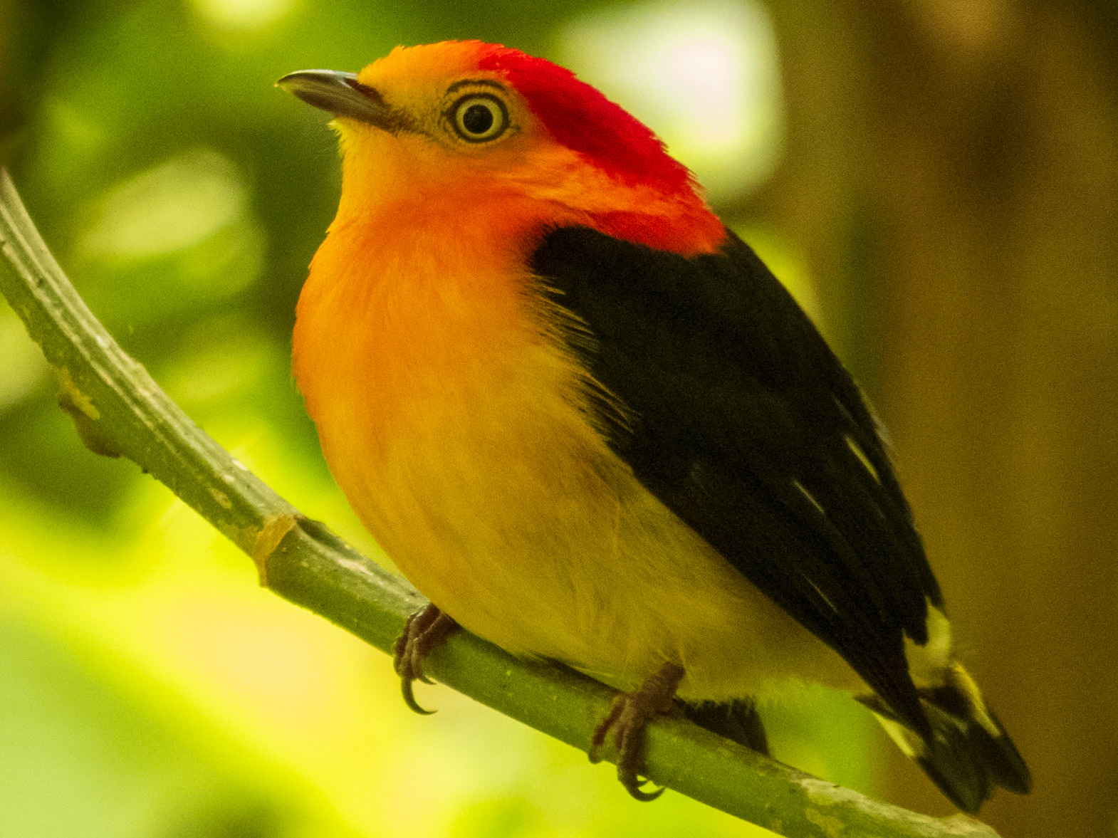 Band-tailed Manakin, Tambopata Research Center