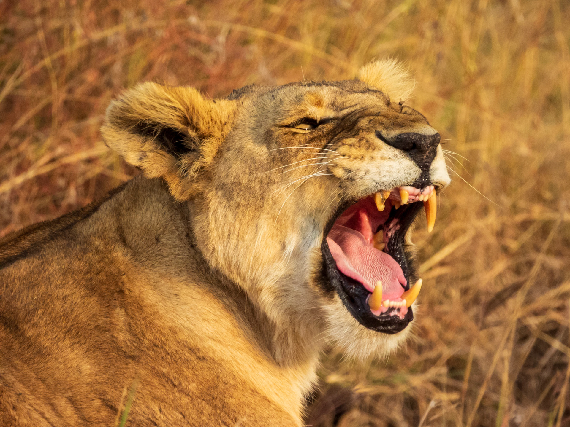 Lion, Melting Bush Camp