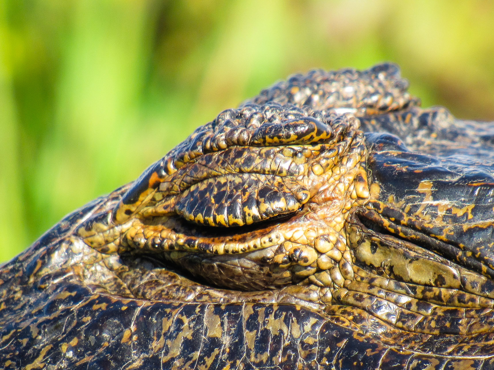 Yacare Caiman, Colonia Carlos Pellegrini