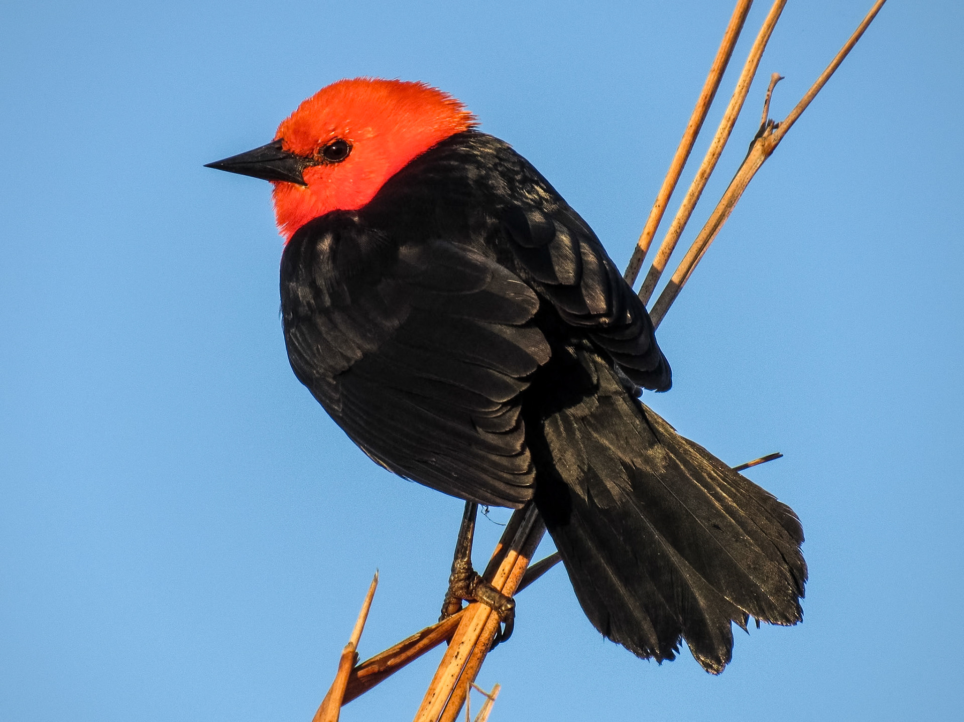 Scarlet-headed Blackbird, Parque Nacional Río Pilcomayo