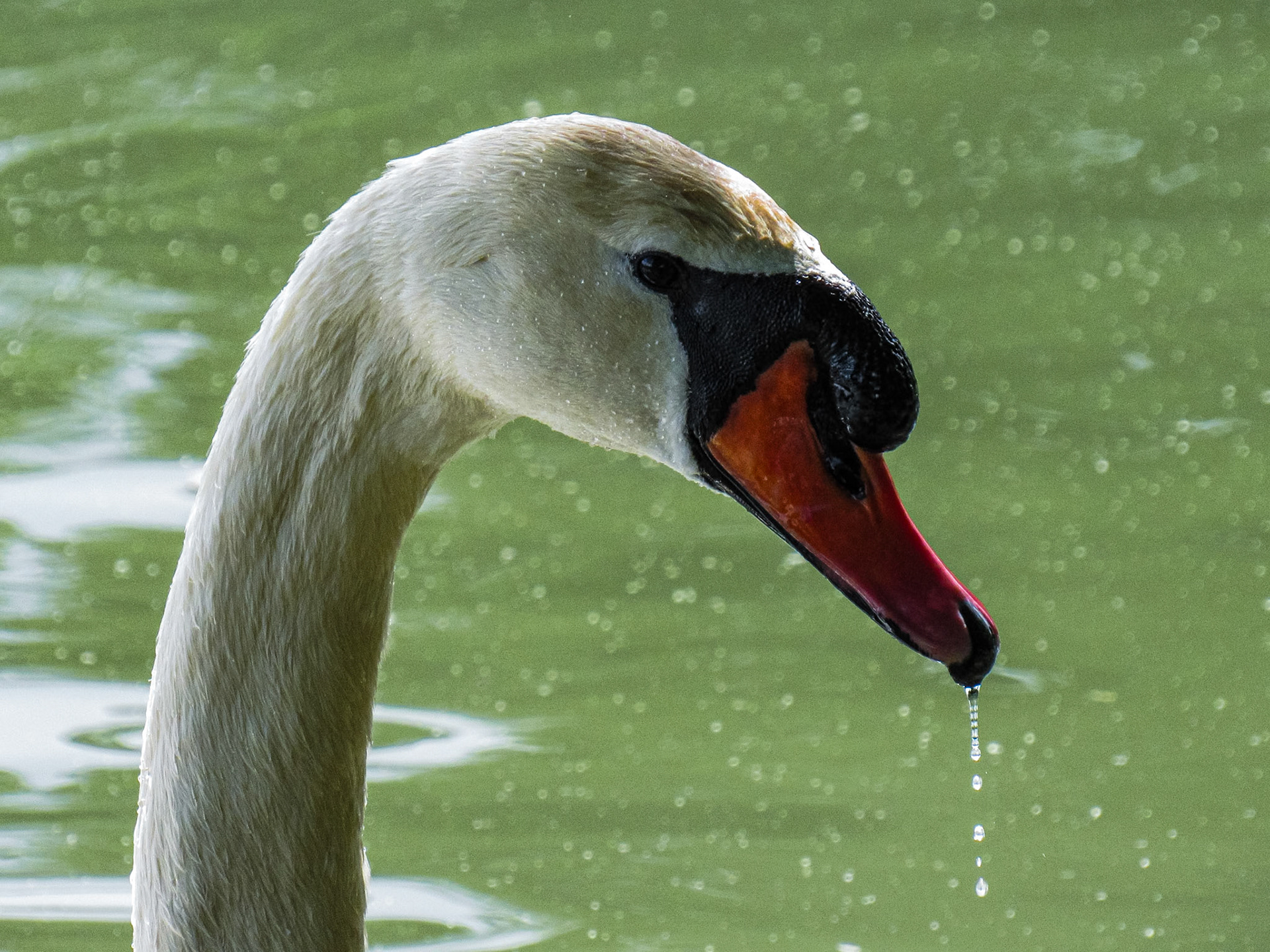 Mute Swan, Bois de Boulogne