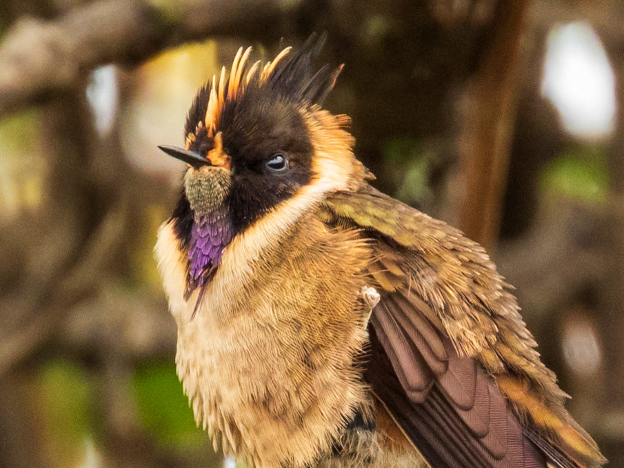 Buffy Helmetcrest, Parque Nacional Natural Los Nevados