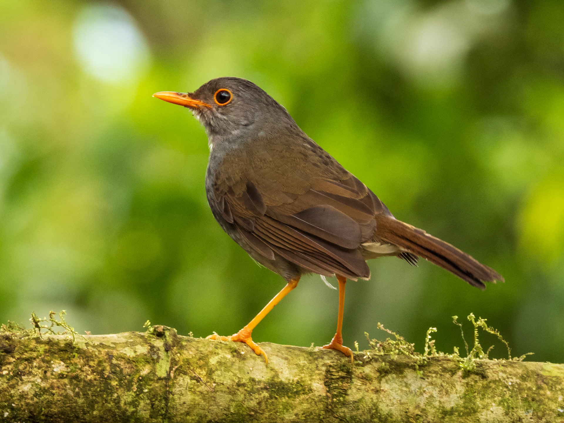 Orange-billed Nightingale-Thrush, San Felipe