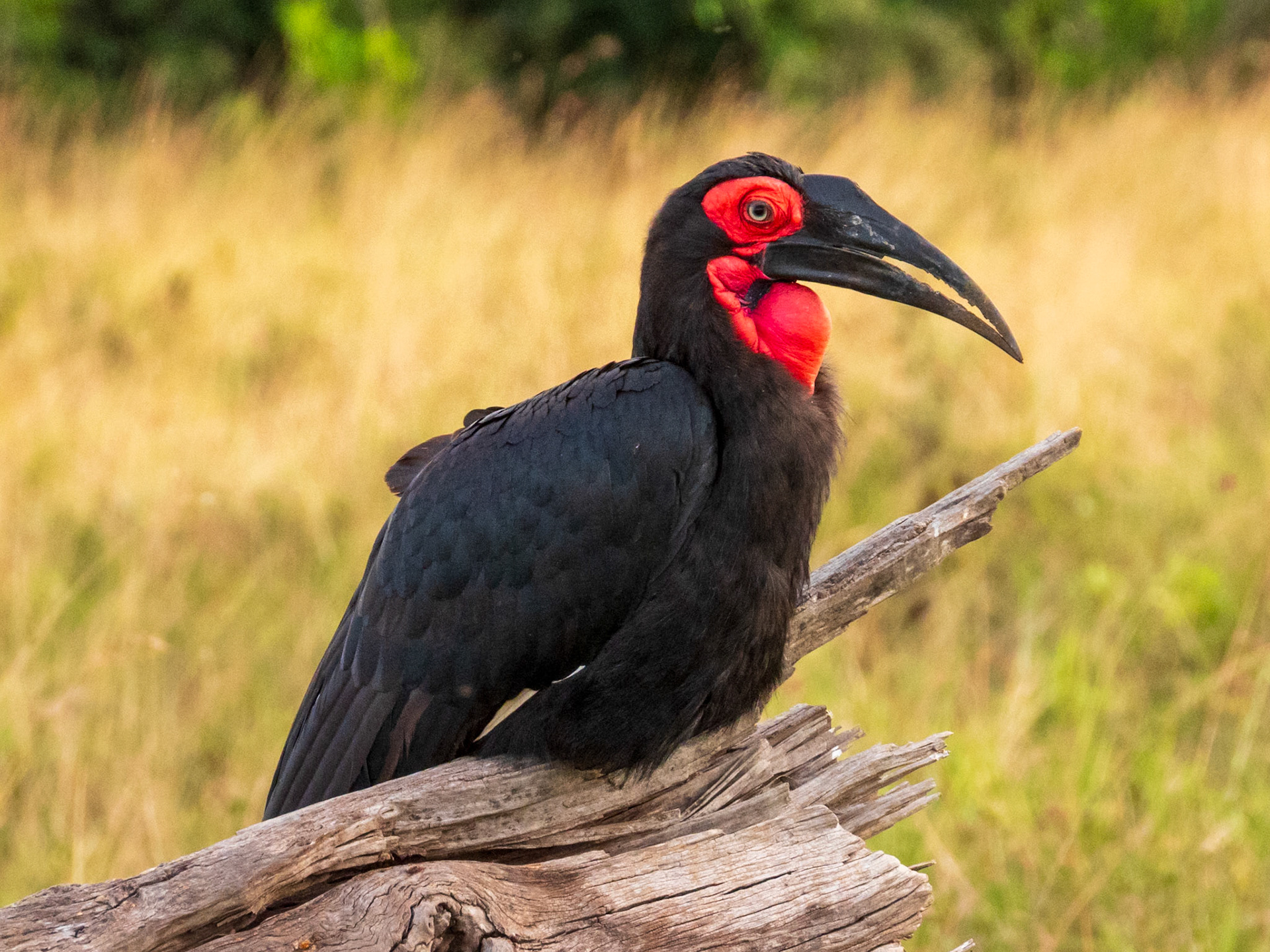 Southern Ground-Hornbill, Melting Bush Camp