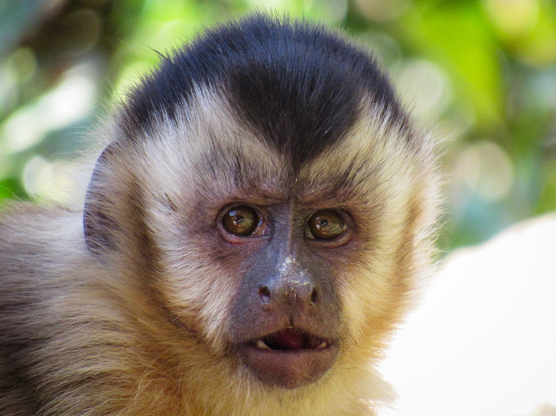 Brown Capuchin, Bonito