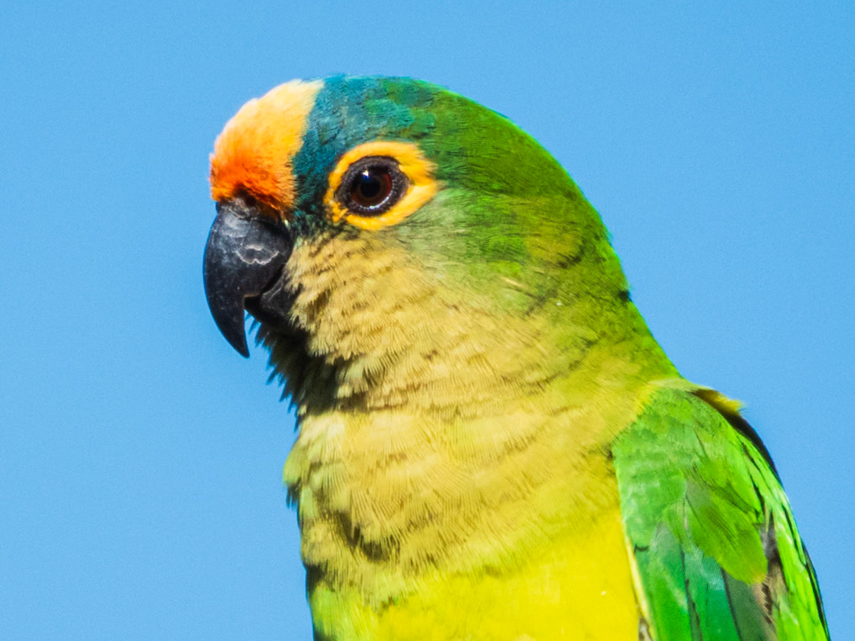 Peach-fronted Parakeet, Parque Municipal do Pombo